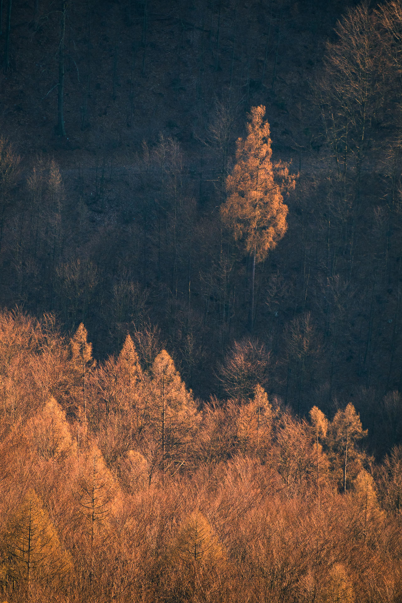 Folkmarská skala od Kamenného hŕbka, odpočívadla (Volovské vrchy)