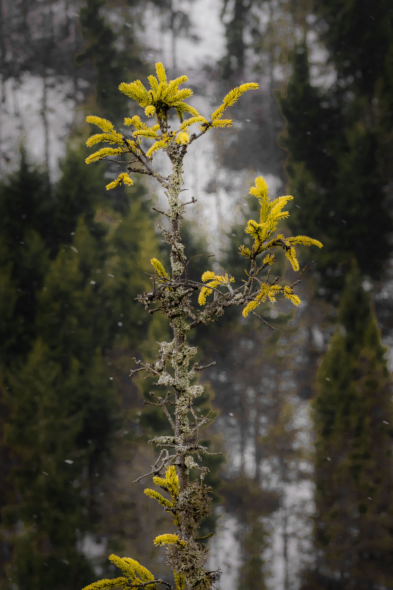 Hrdoš z Komjatnej (Chočské vrchy)