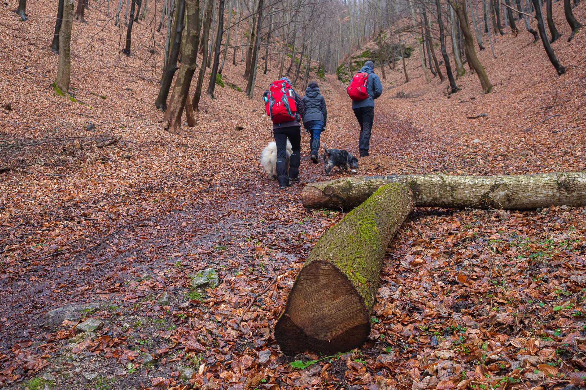 Jelení vrch z Hačavy (Slovenský kras)