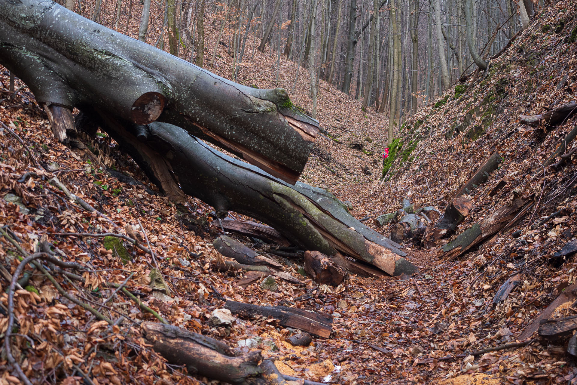 Jelení vrch z Hačavy (Slovenský kras)