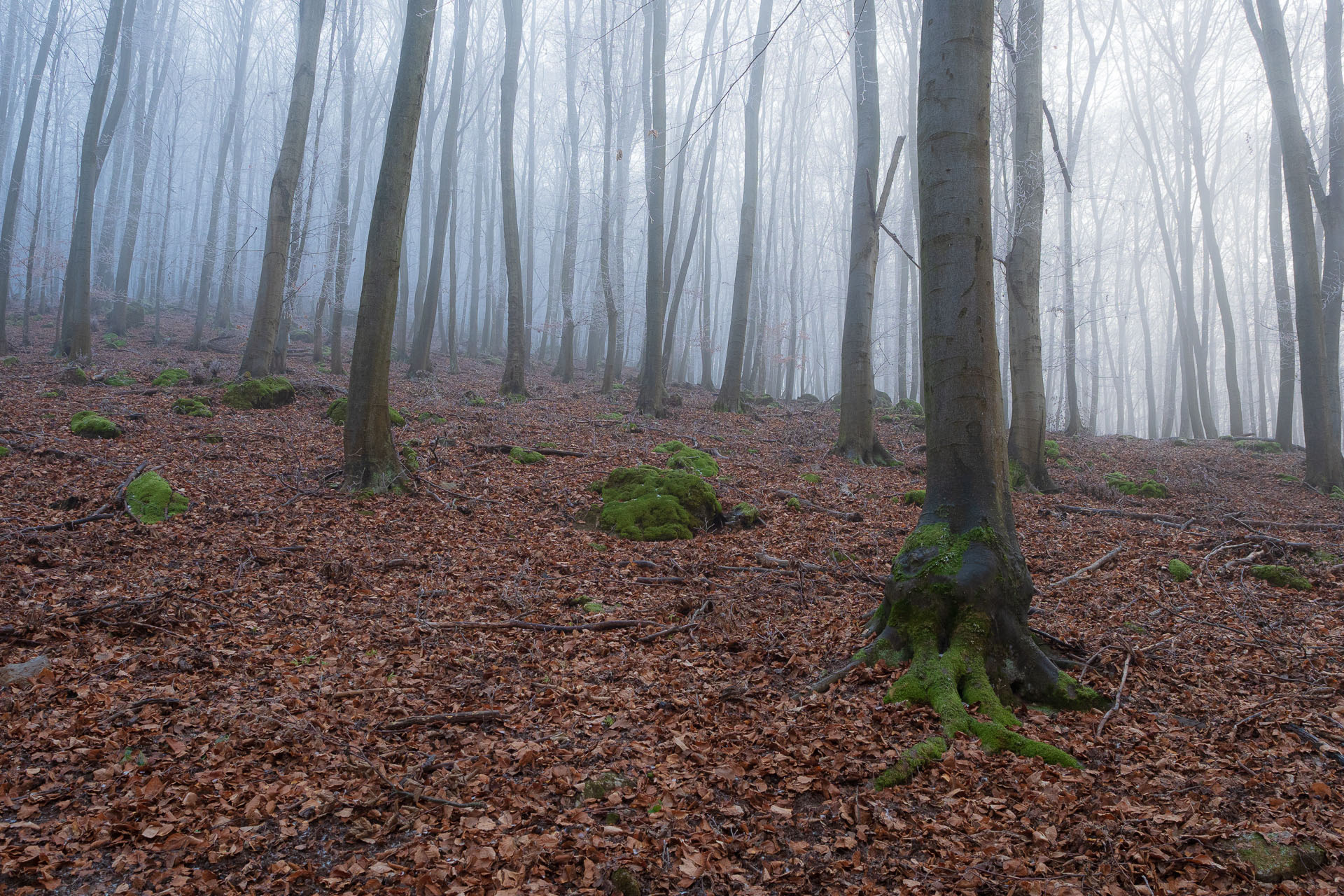 Kláštor Martonyi z Rakova nad Bodvou (Aggteleki-karszt)