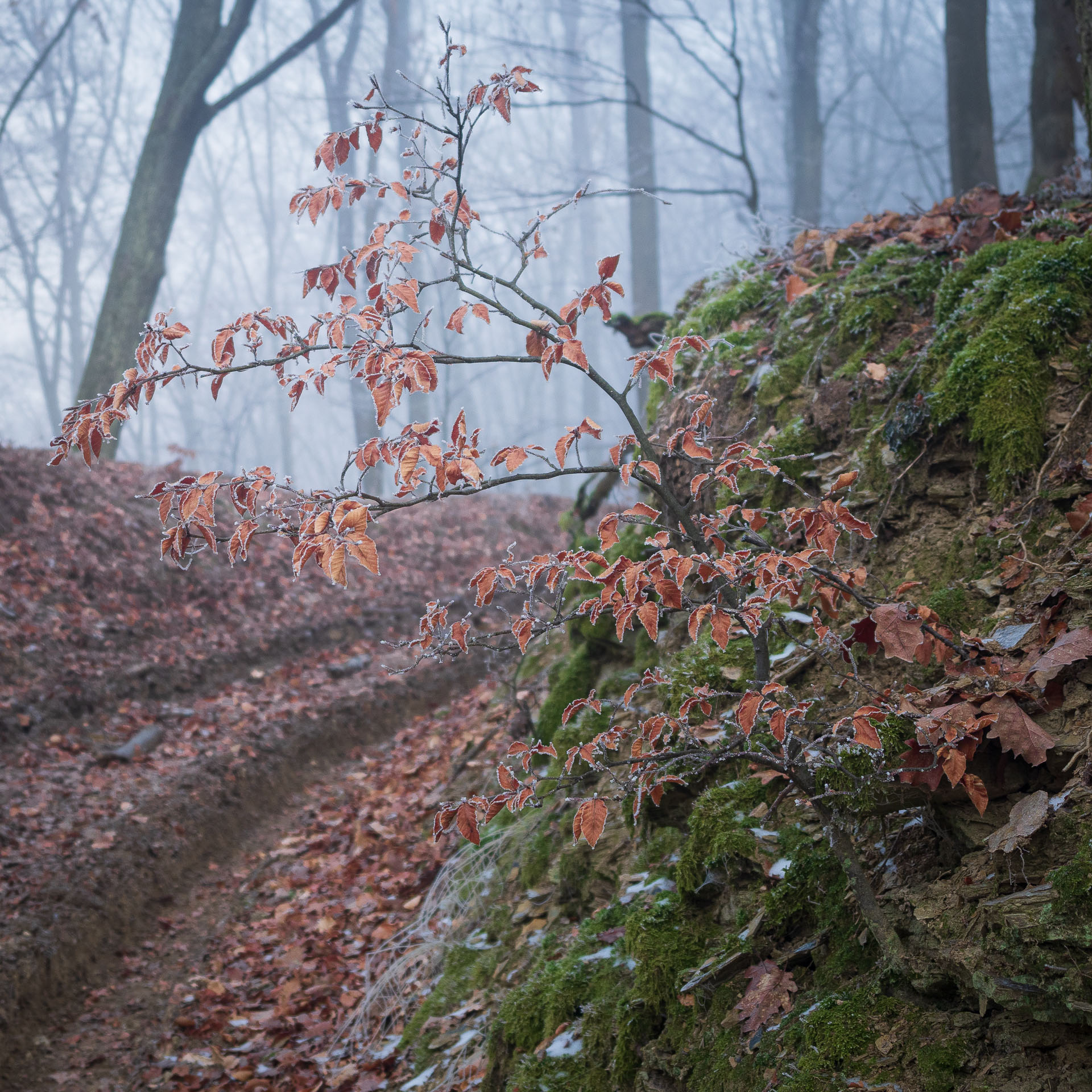 Kláštor Martonyi z Rakova nad Bodvou (Aggteleki-karszt)