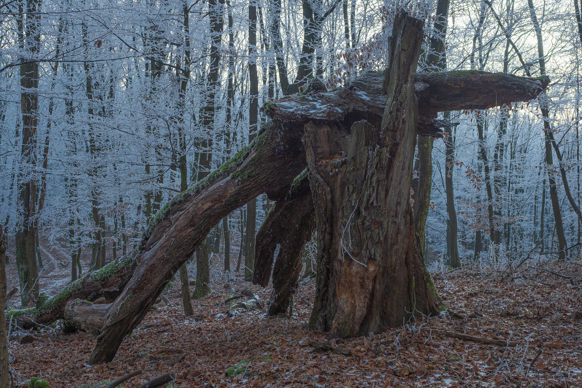 Kláštor Martonyi z Rakova nad Bodvou (Aggteleki-karszt)