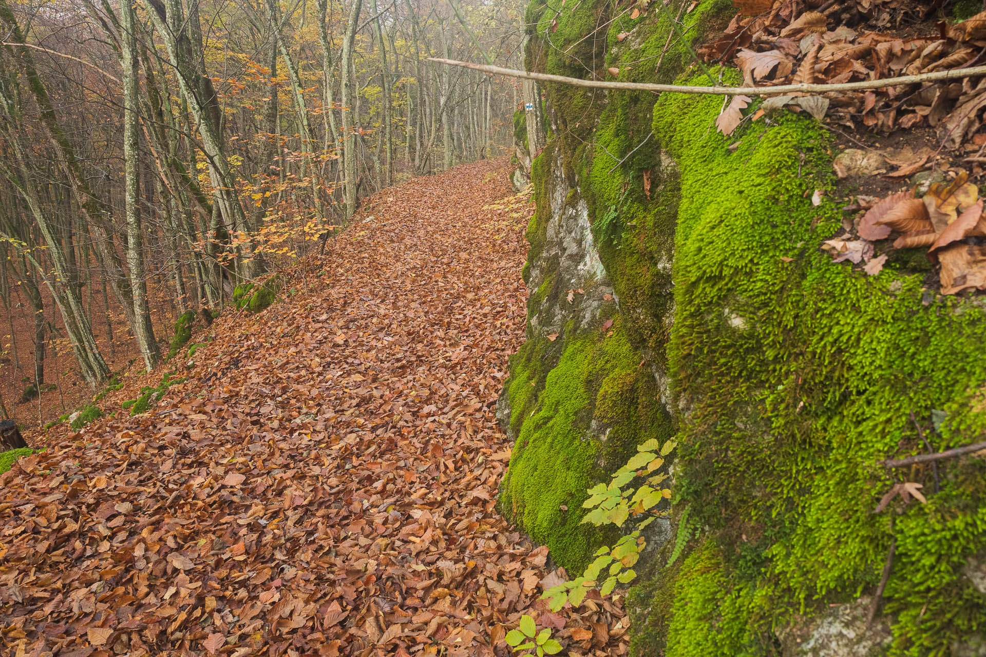 Lúka pod Vysokou z Drienovských kúpeľov (Slovenský kras)