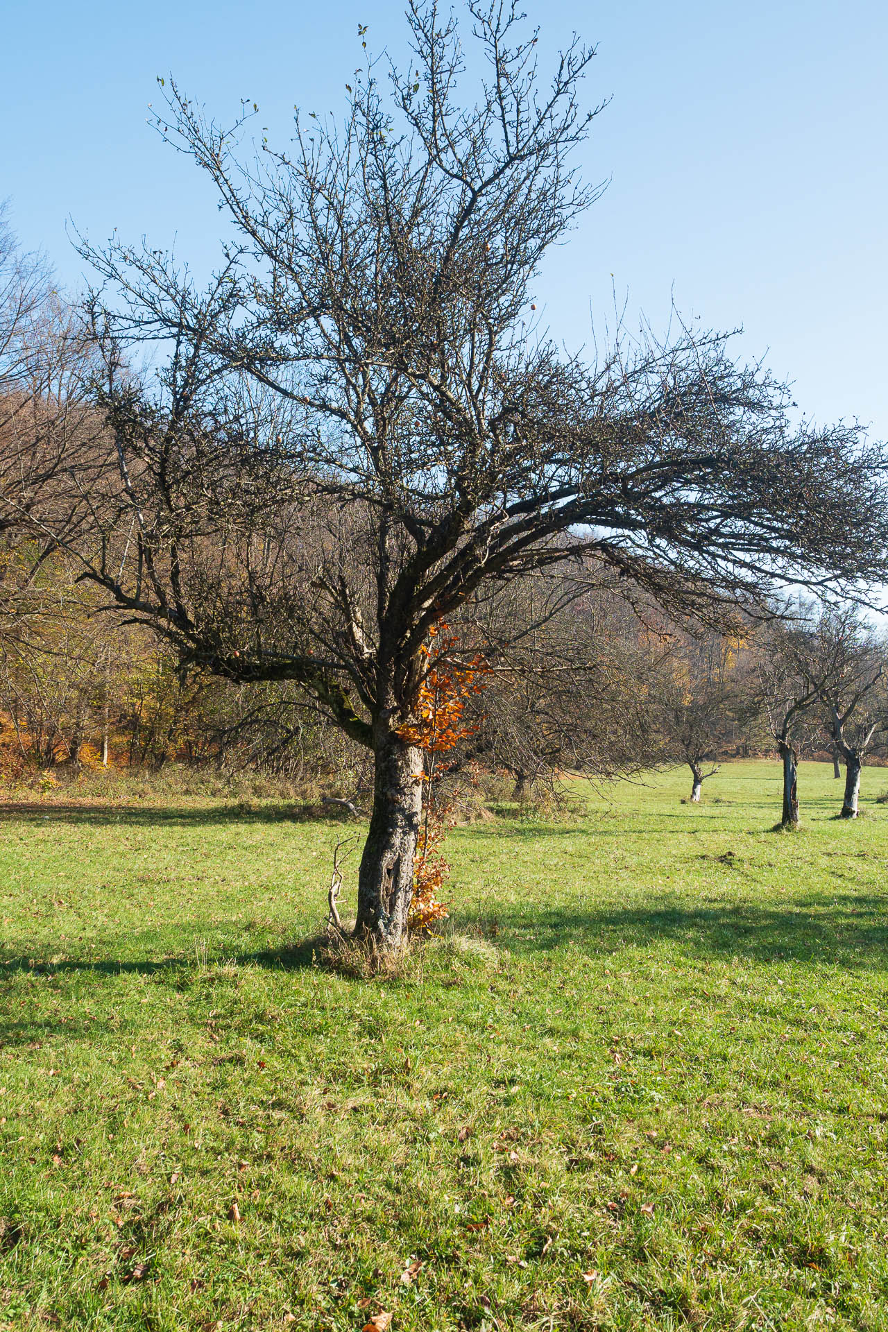 Lúka pod Vysokou z Drienovských kúpeľov (Slovenský kras)