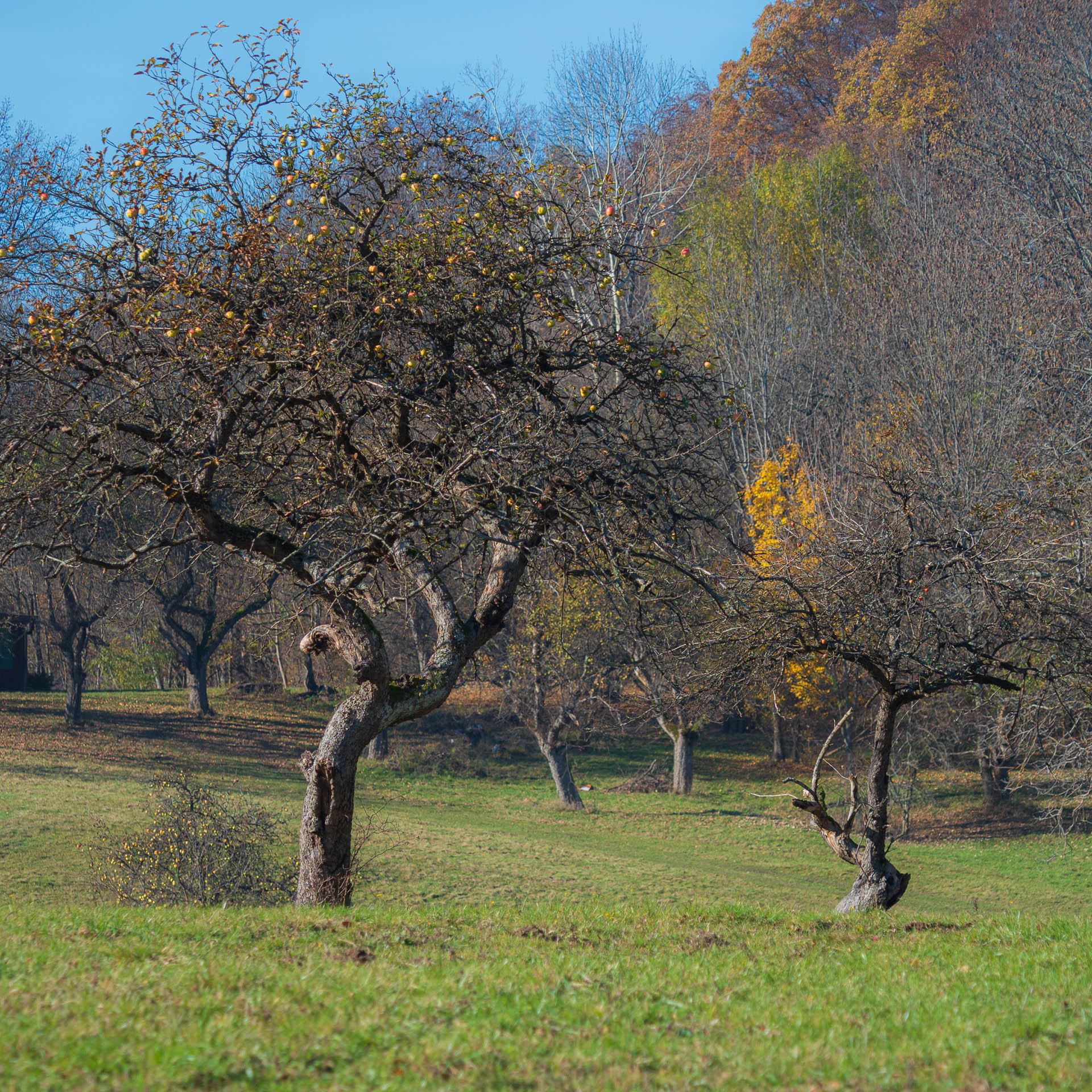 Lúka pod Vysokou z Drienovských kúpeľov (Slovenský kras)