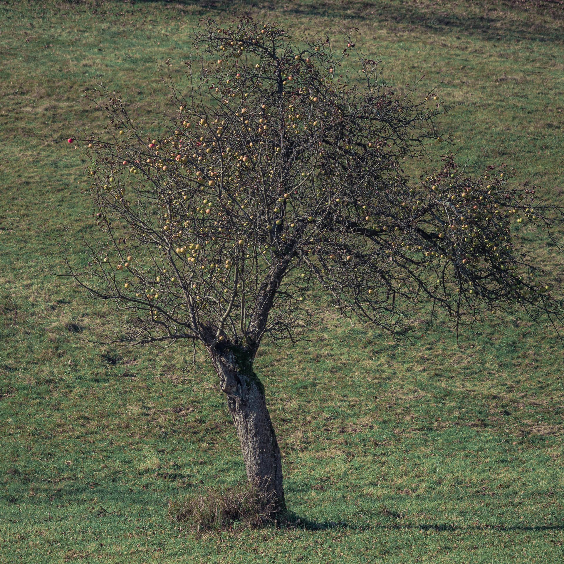 Lúka pod Vysokou z Drienovských kúpeľov (Slovenský kras)