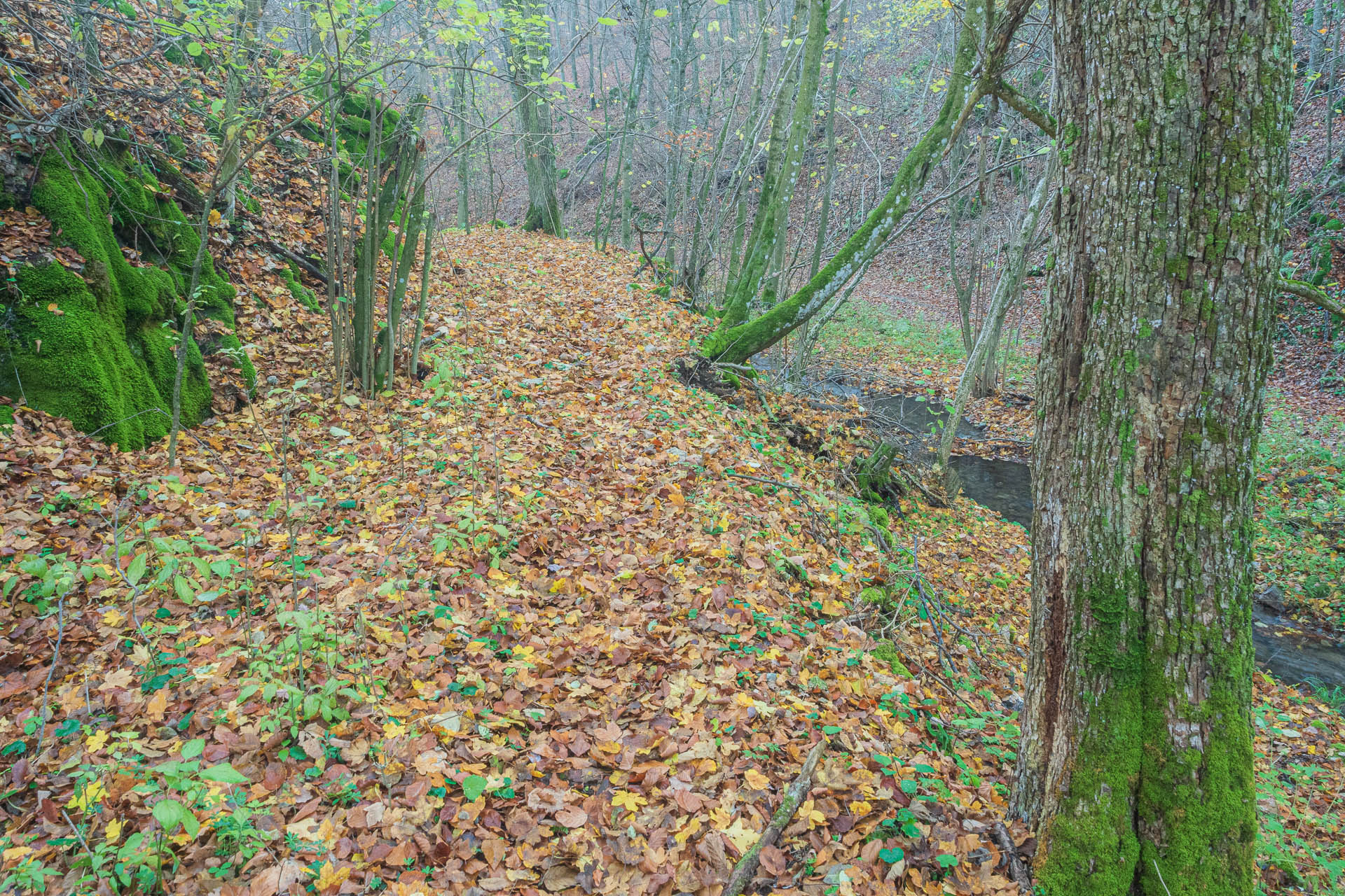 Lúka pod Vysokou z Drienovských kúpeľov (Slovenský kras)