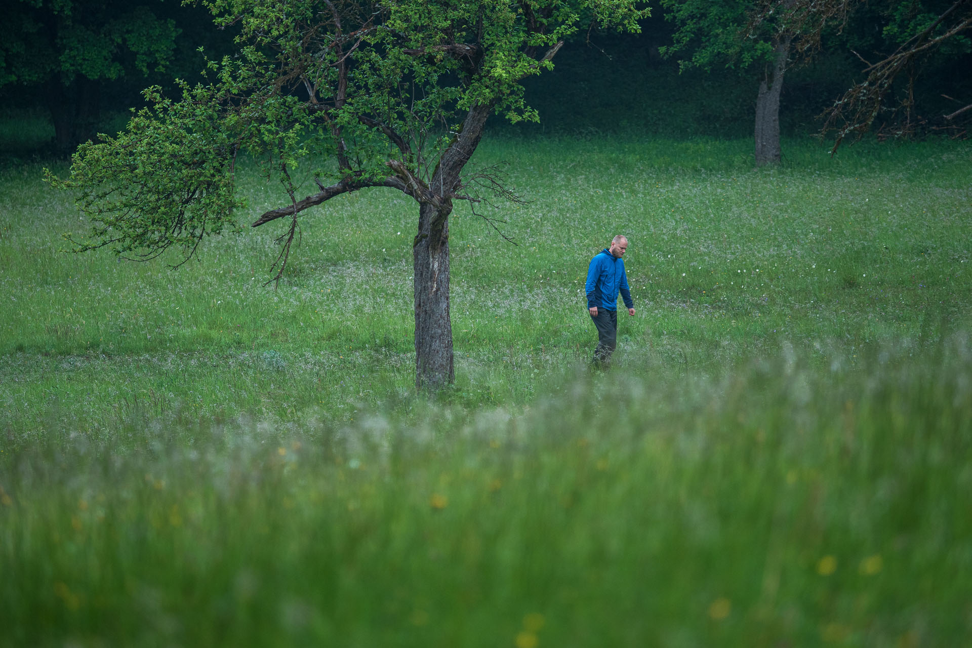 Lúka pod Vysokou z Drienovských kúpeľov (Slovenský kras)