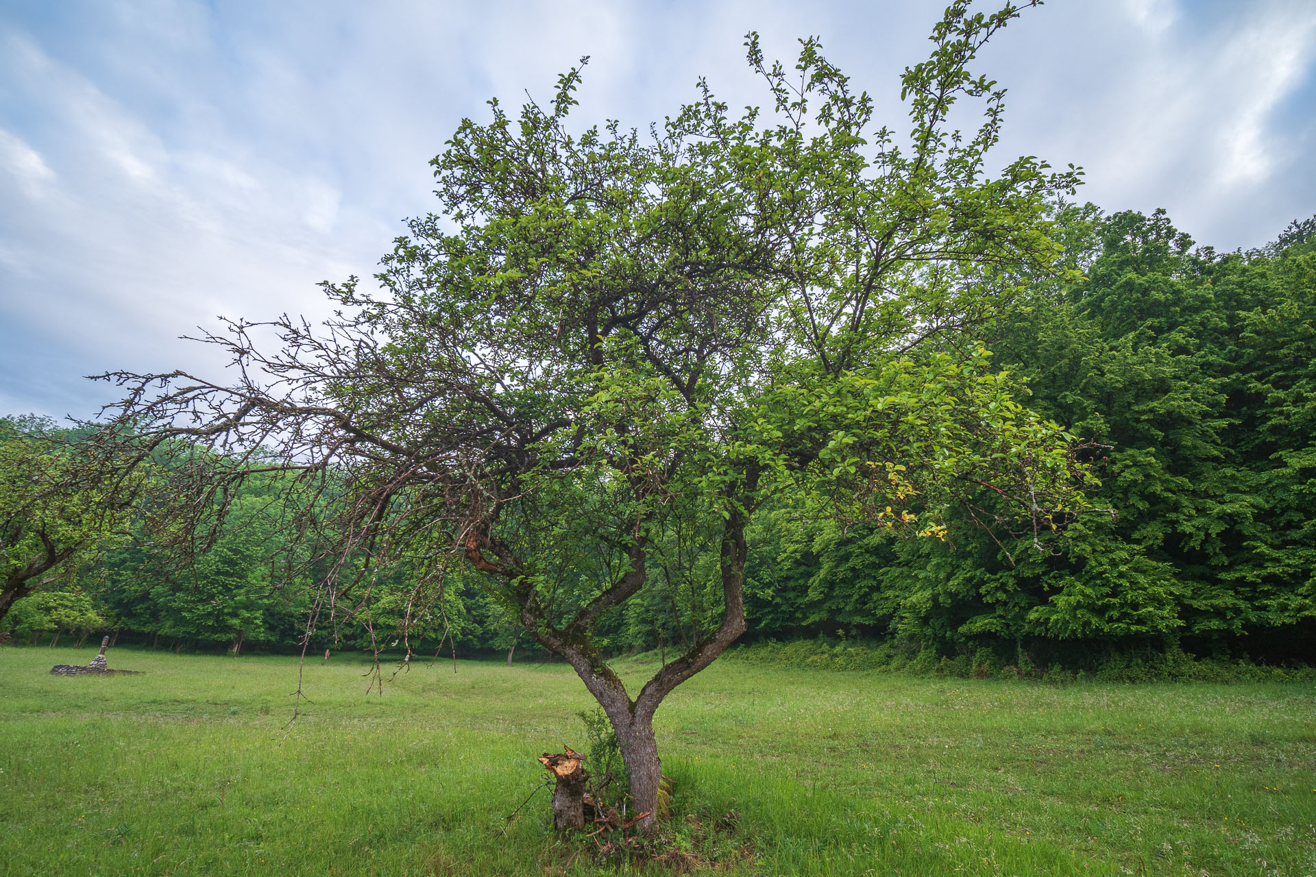 Lúka pod Vysokou z Drienovských kúpeľov (Slovenský kras)