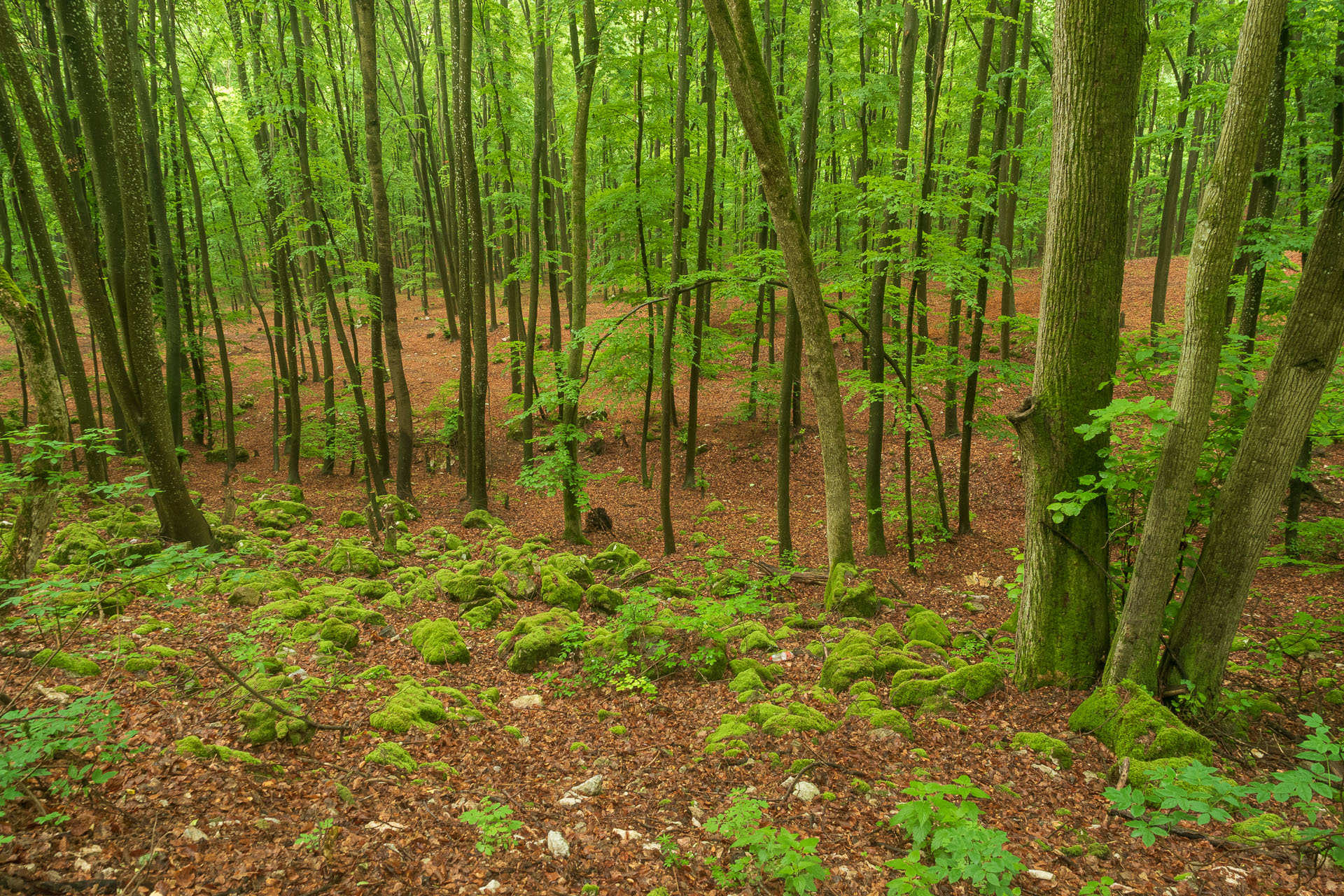 Lúka pod Vysokou z Drienovských kúpeľov (Slovenský kras)