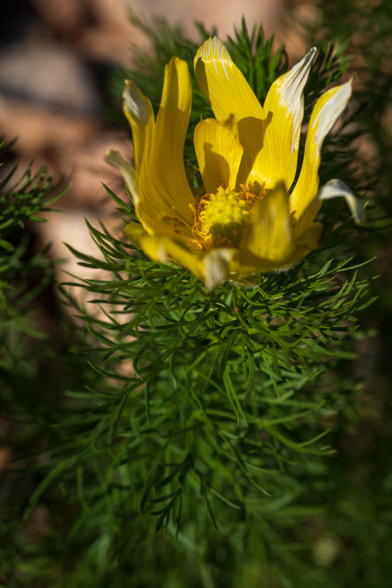 hlaváčik jarný Adonis vernalis