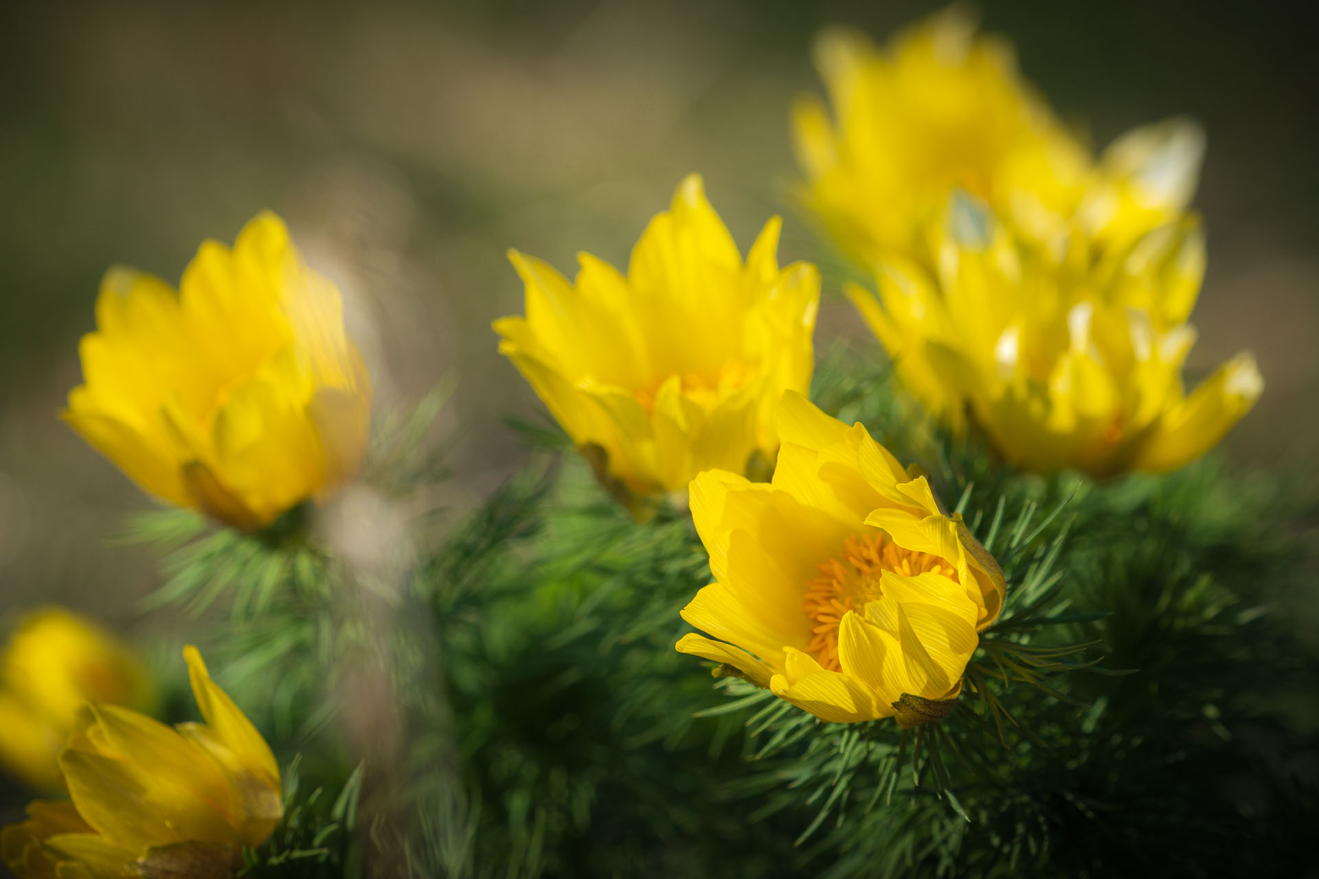 hlaváčik jarný Adonis vernalis