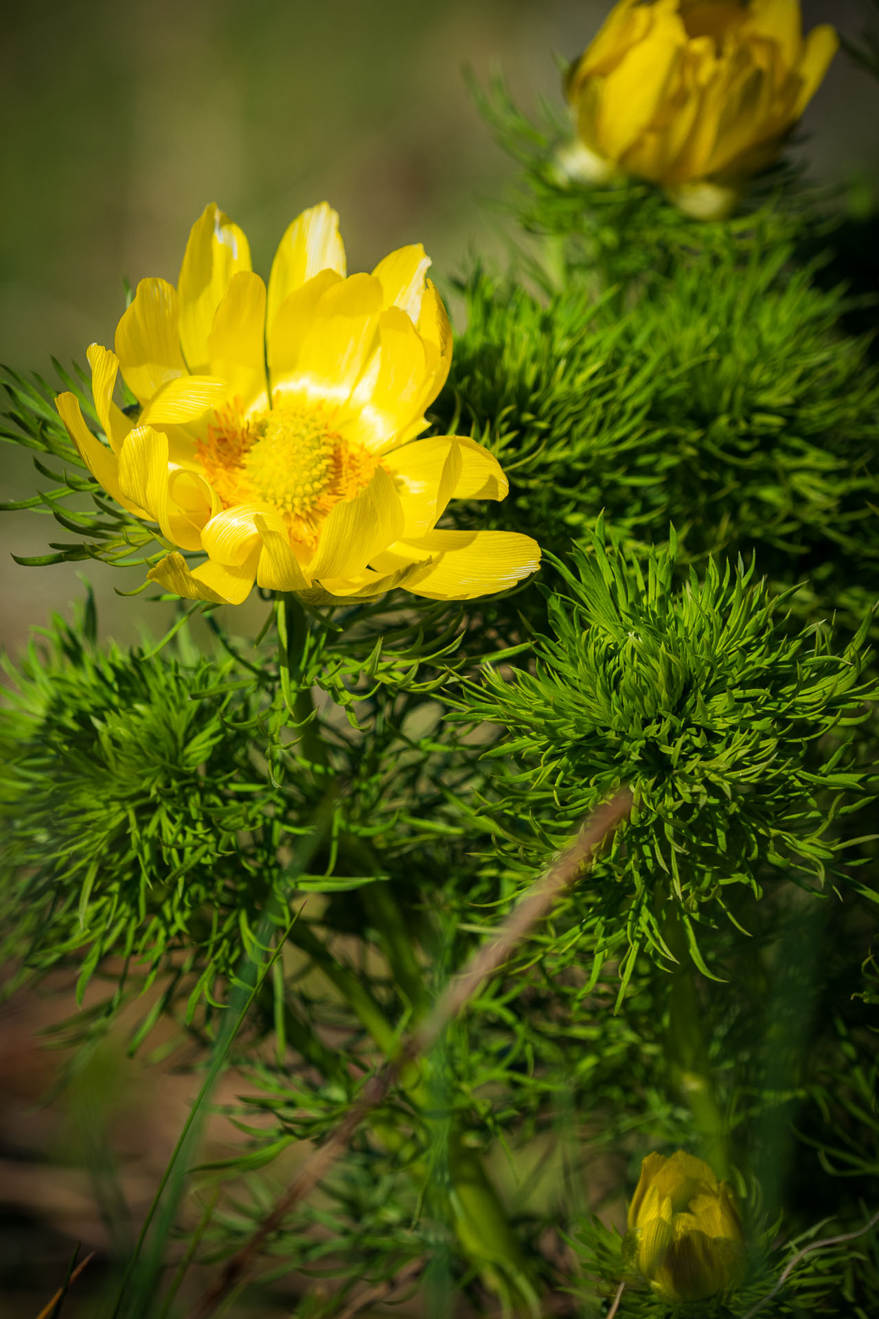 hlaváčik jarný Adonis vernalis