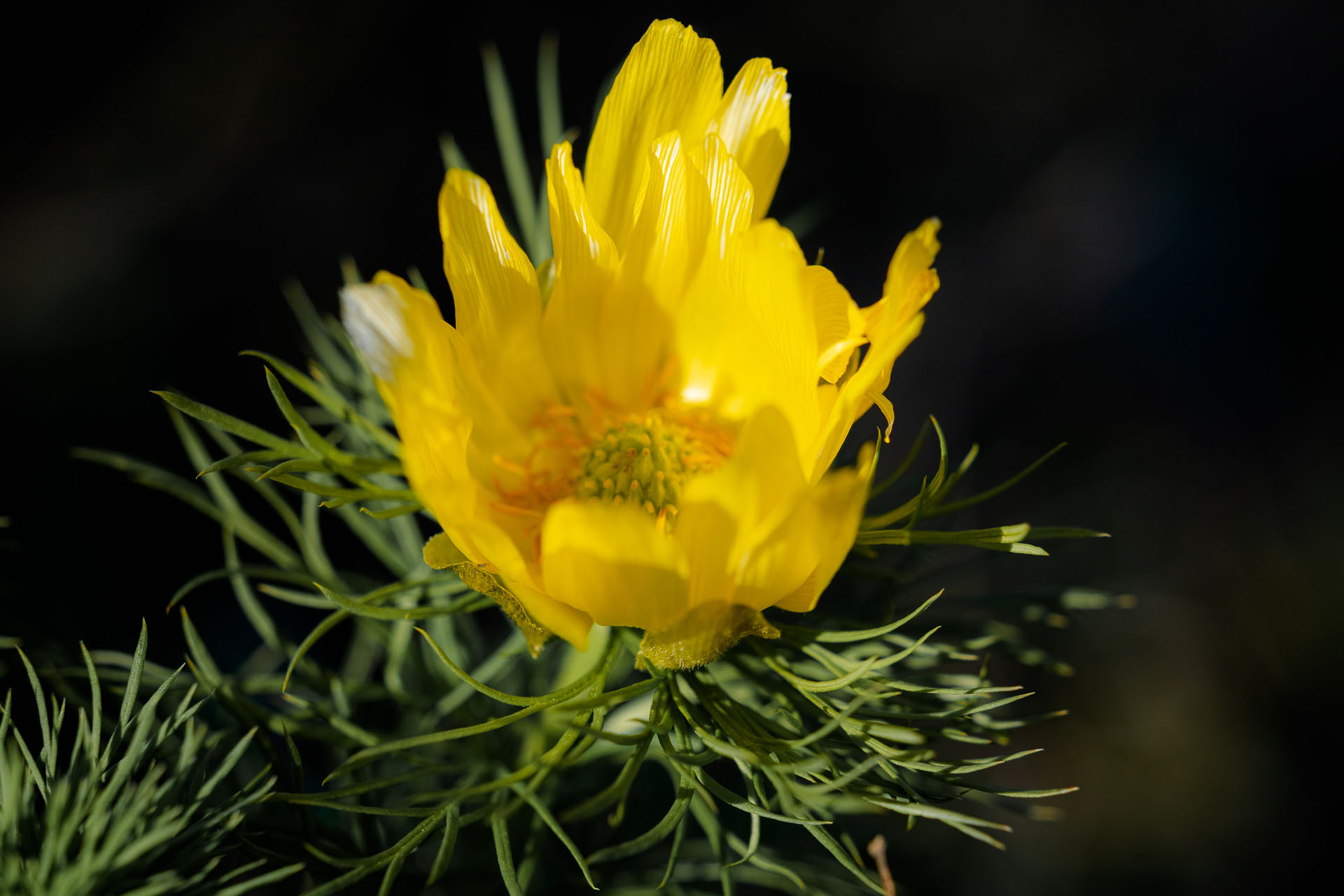 hlaváčik jarný Adonis vernalis