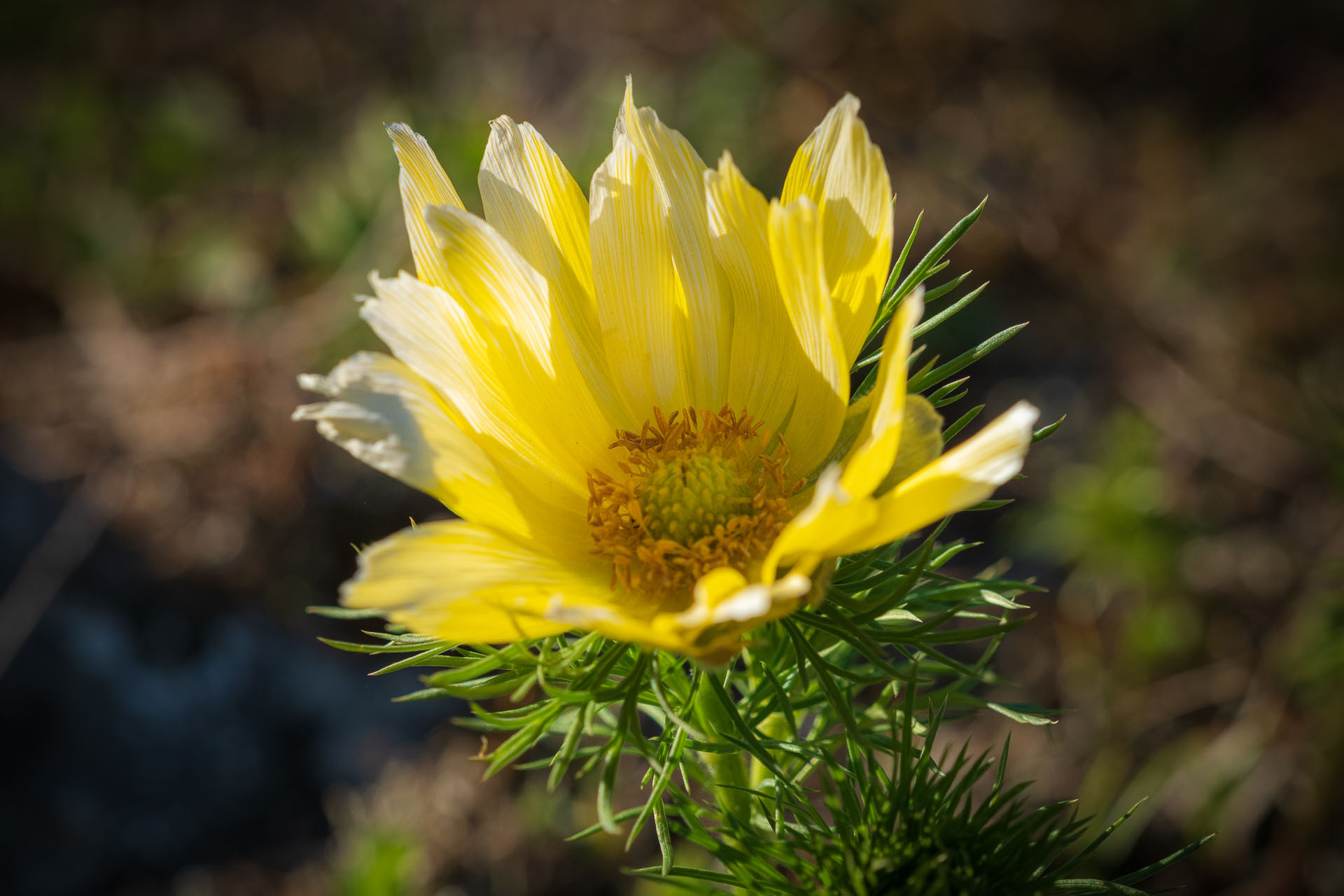 hlaváčik jarný Adonis vernalis