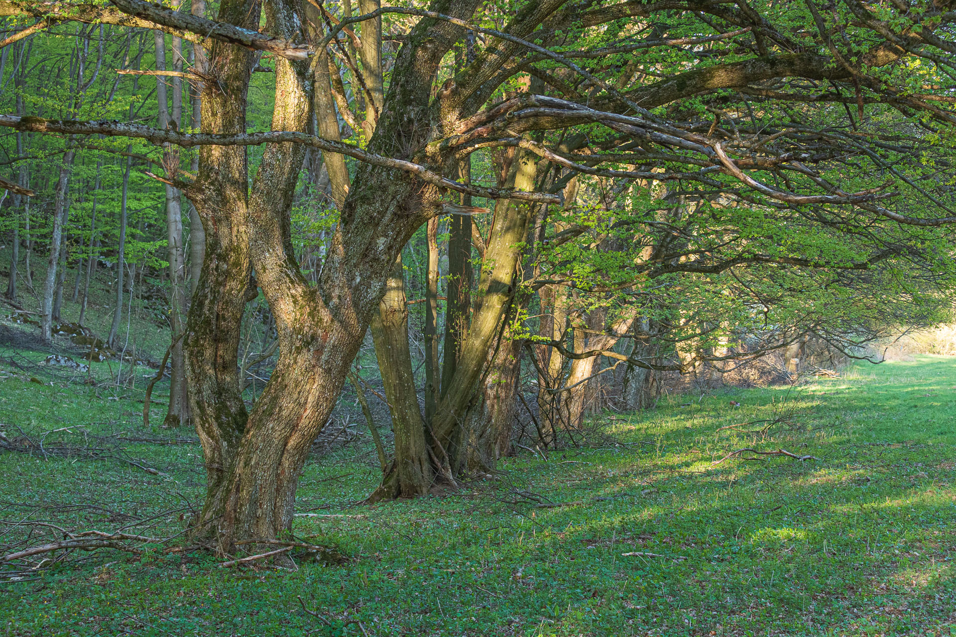 Miglinc a Ladislavova vyvieračka z Hája (Slovenský kras)