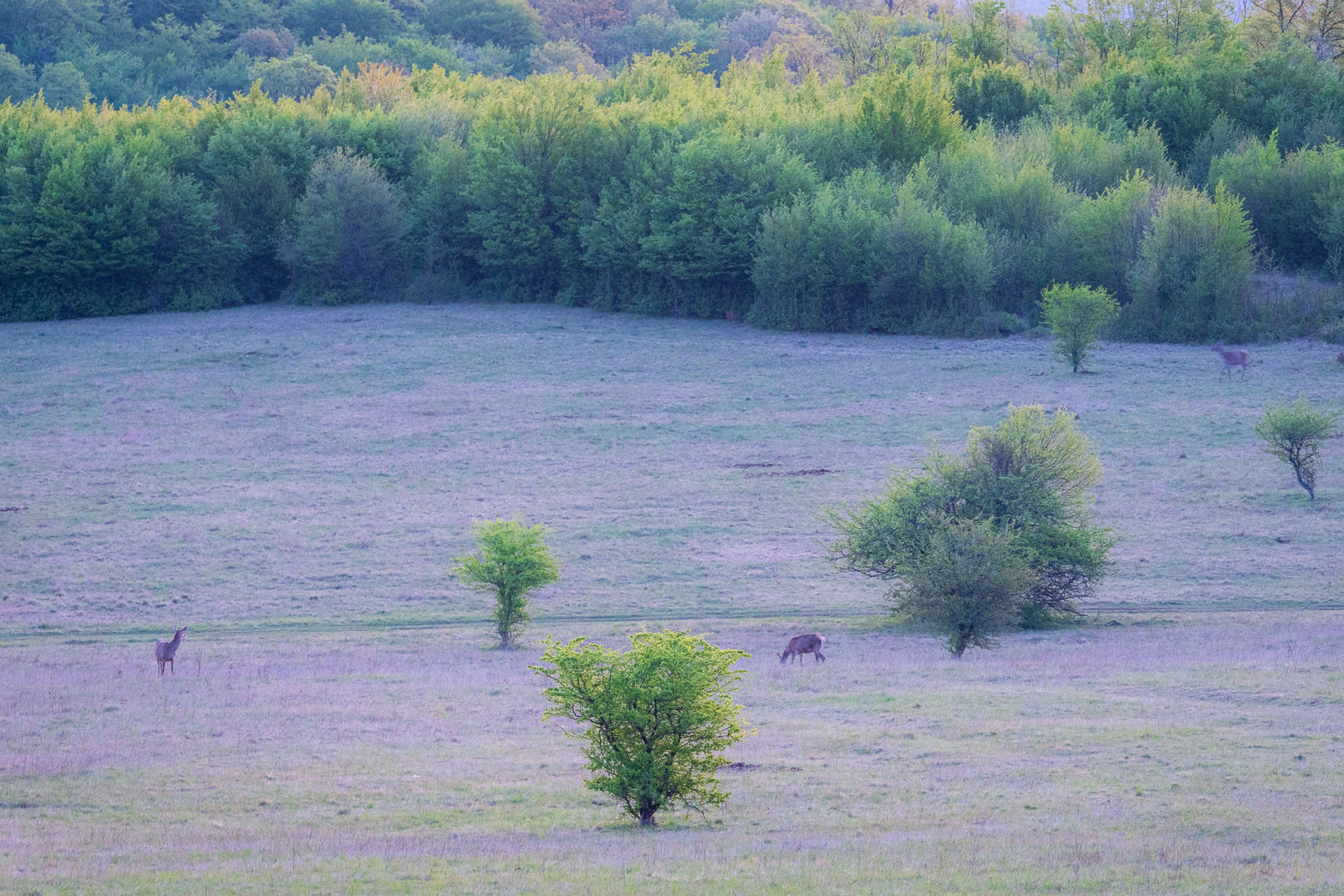 Miglinc a Ladislavova vyvieračka z Hája (Slovenský kras)