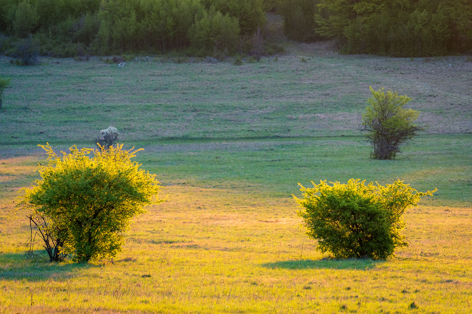 Miglinc a Ladislavova vyvieračka z Hája (Slovenský kras)