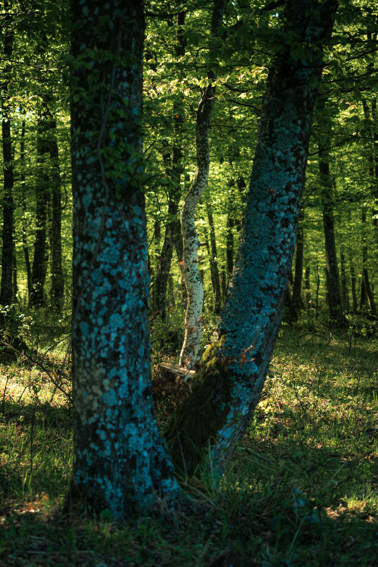 Miglinc a Ladislavova vyvieračka z Hája (Slovenský kras)