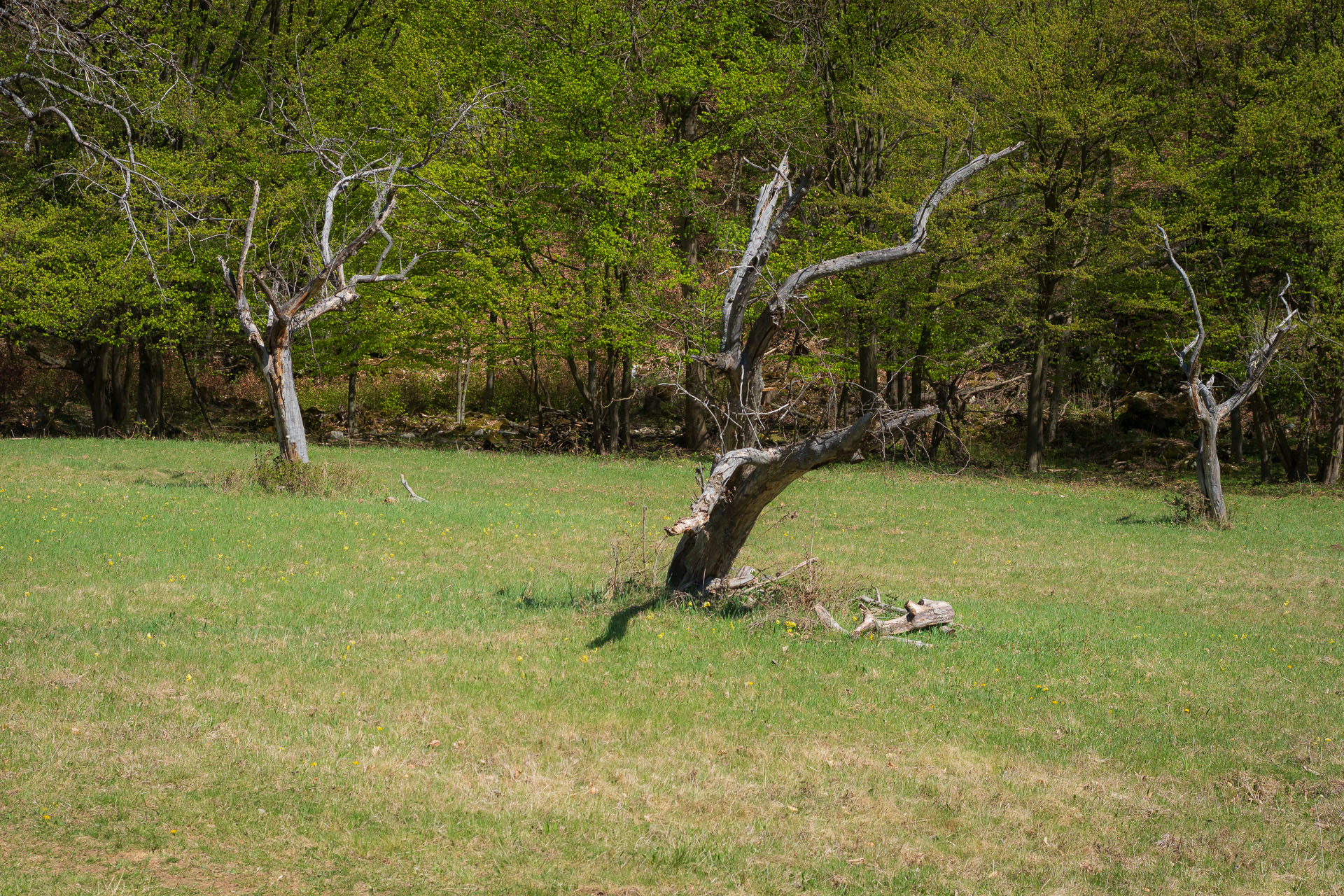 Miglinc a Ladislavova vyvieračka z Hája (Slovenský kras)