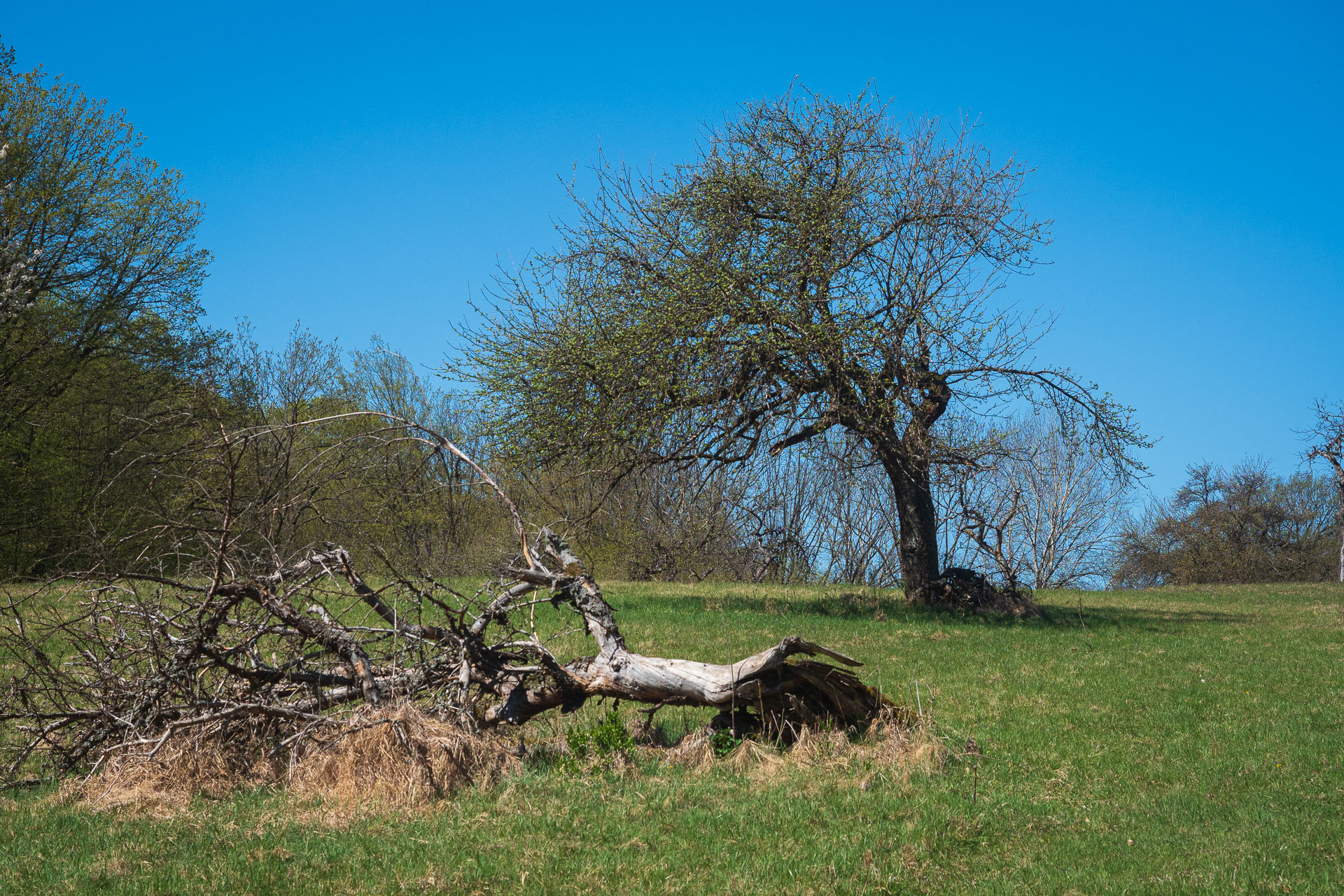 Miglinc a Ladislavova vyvieračka z Hája (Slovenský kras)