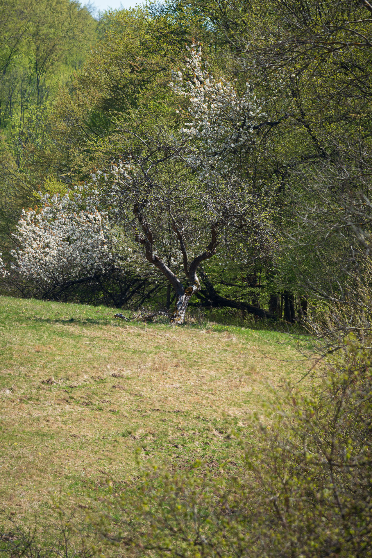 Miglinc a Ladislavova vyvieračka z Hája (Slovenský kras)