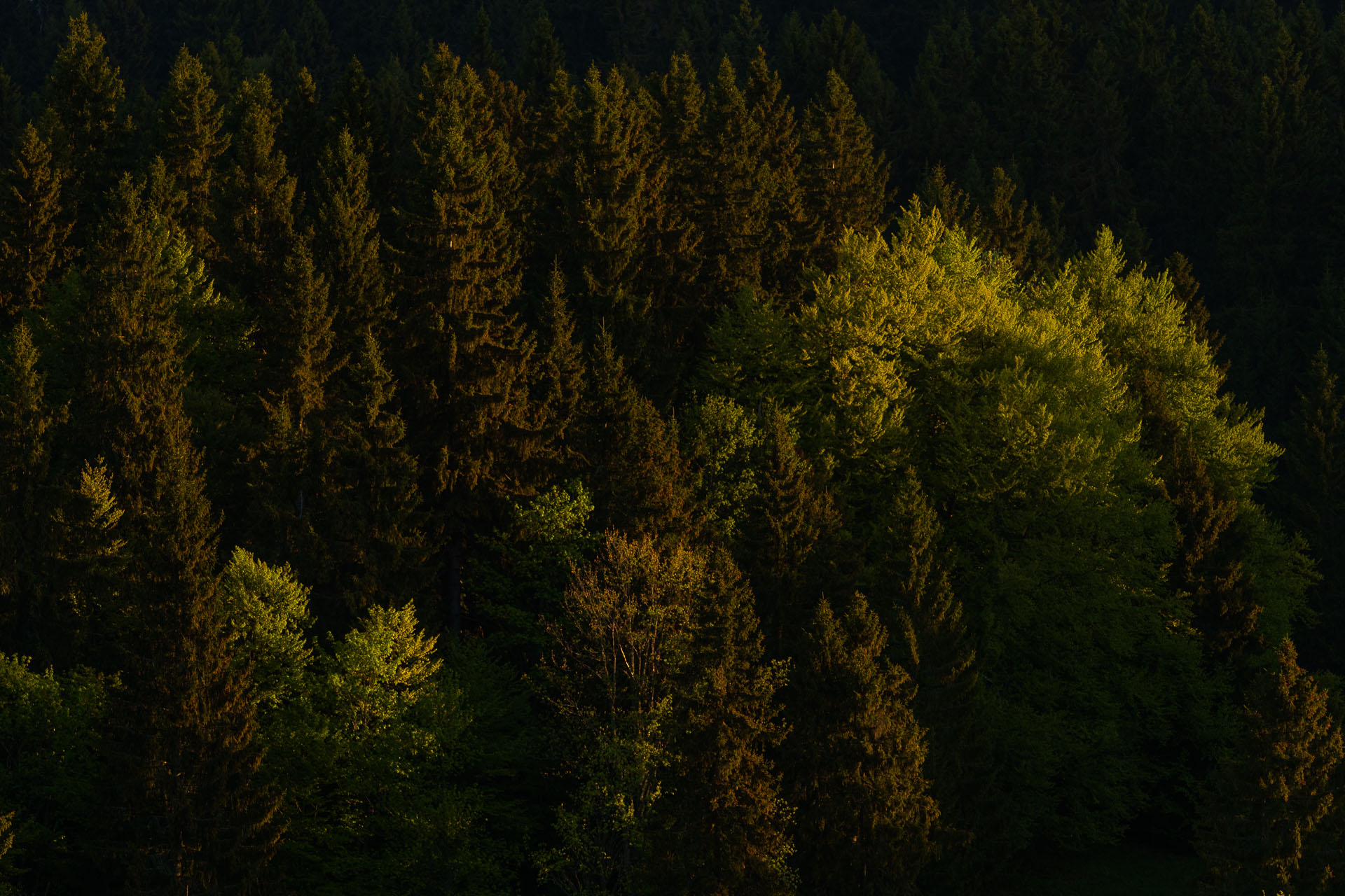 Muránsky hrad z Nižnej Kľakovej (Muránska planina)