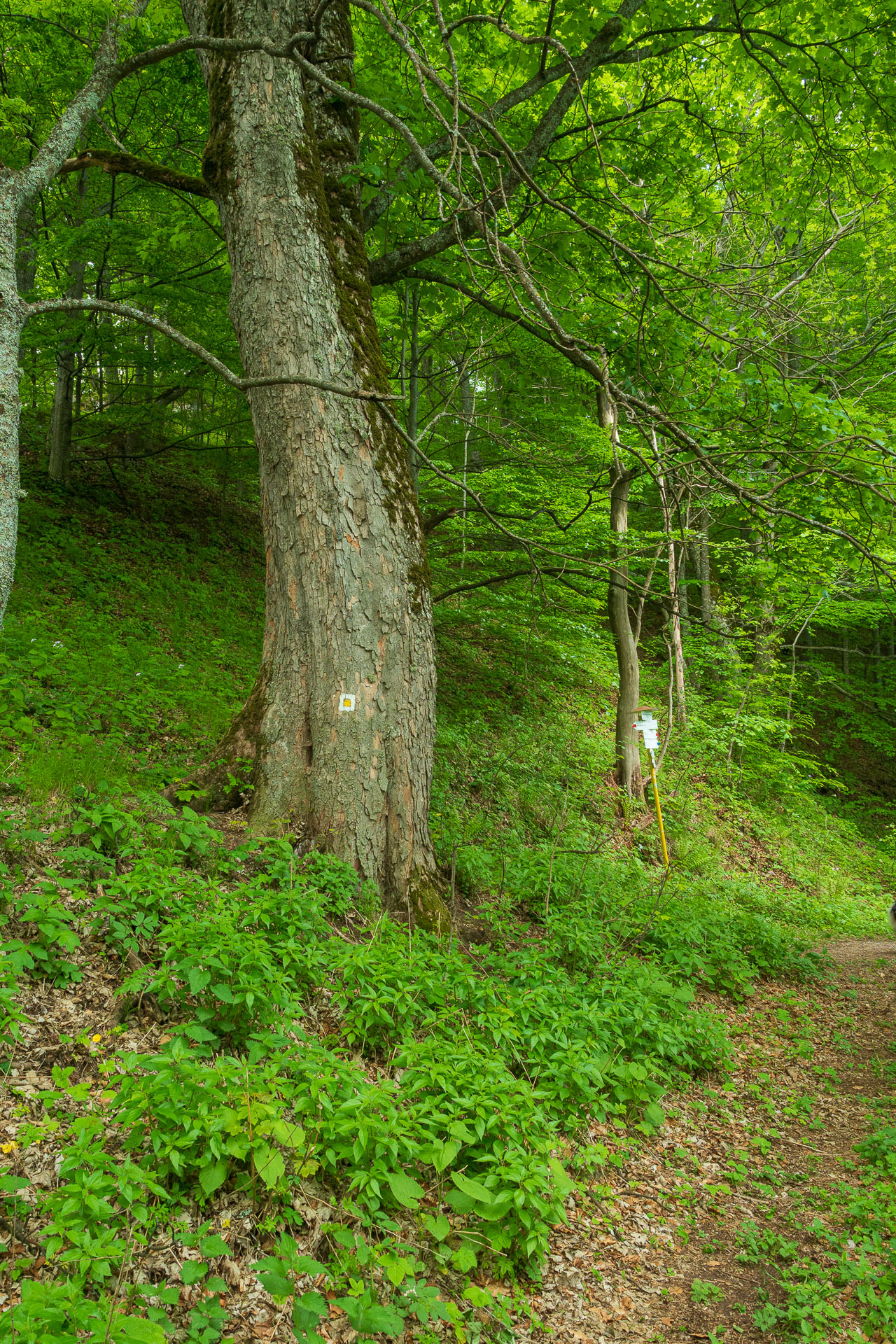 Muránsky hrad z Nižnej Kľakovej (Muránska planina)