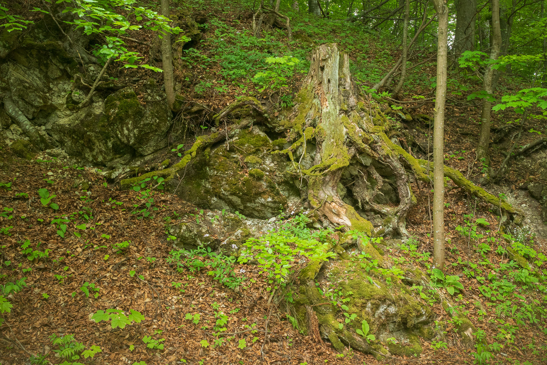 Muránsky hrad z Nižnej Kľakovej (Muránska planina)