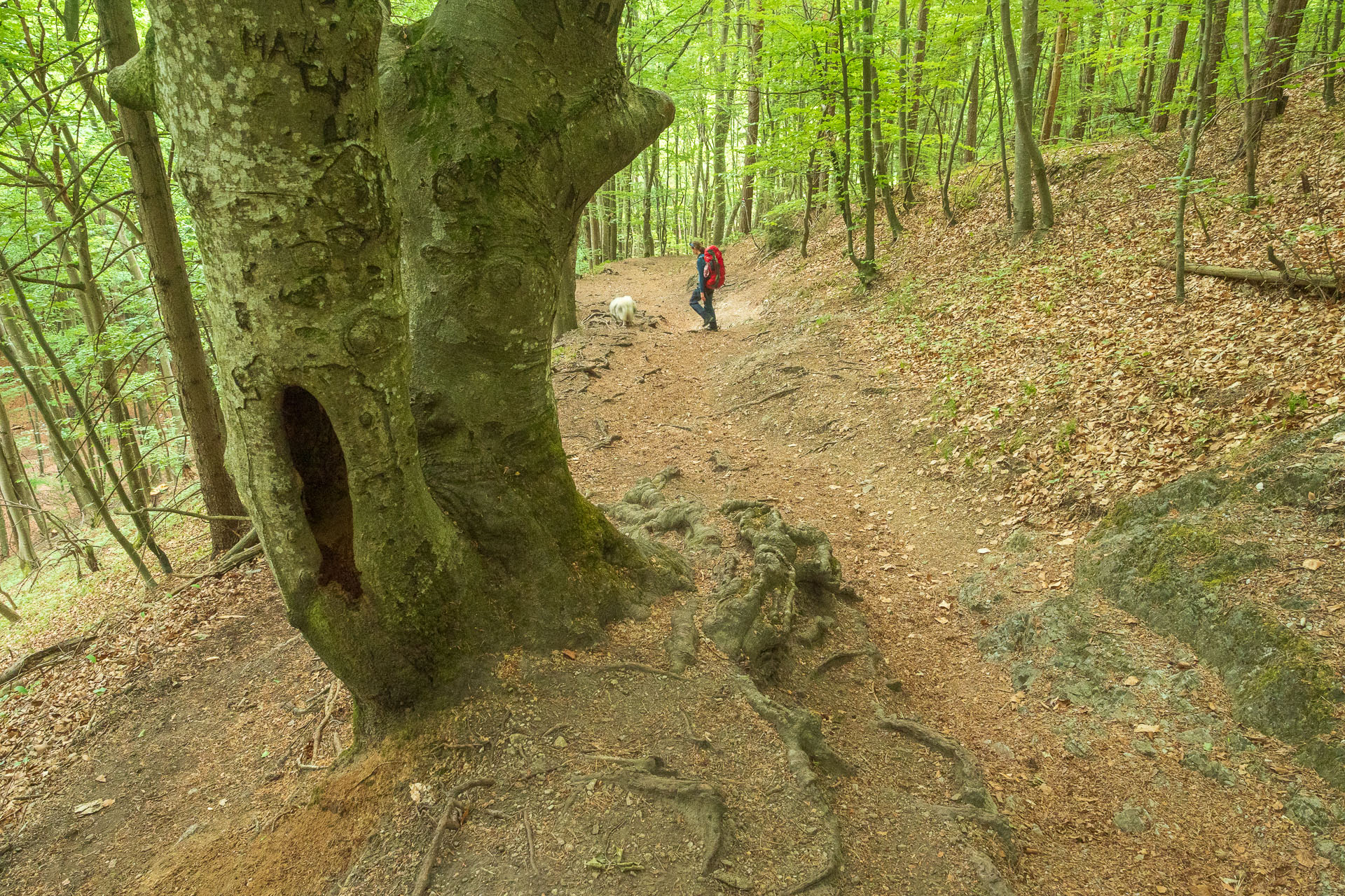 Muránsky hrad z Nižnej Kľakovej (Muránska planina)