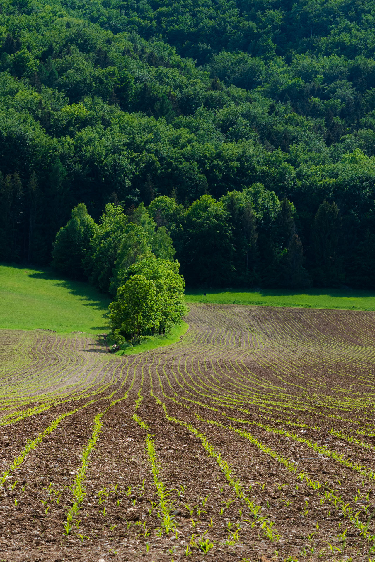 Nižná Kľaková z Muráňa (Muránska planina)