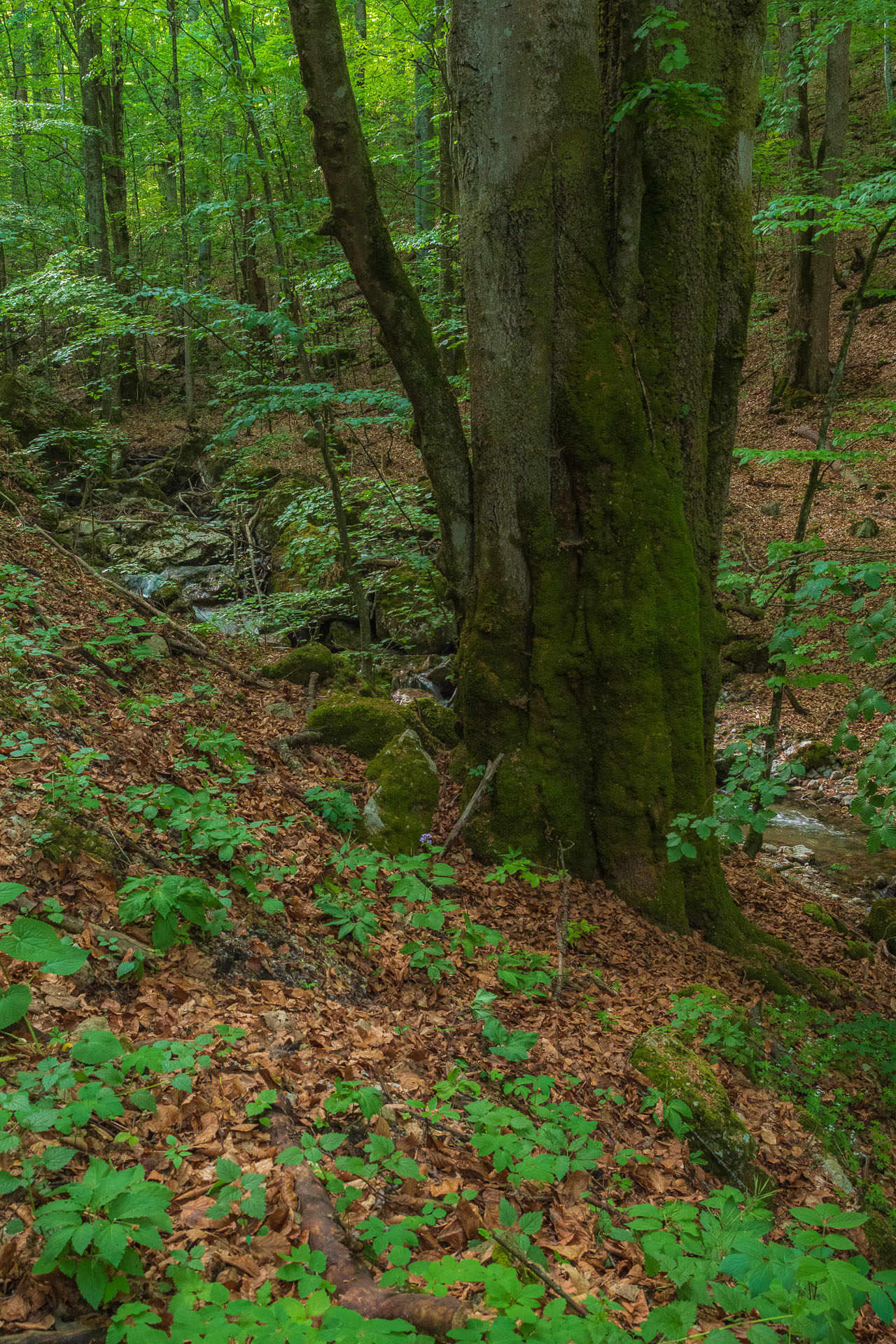 Nižná Kľaková z Muráňa (Muránska planina)