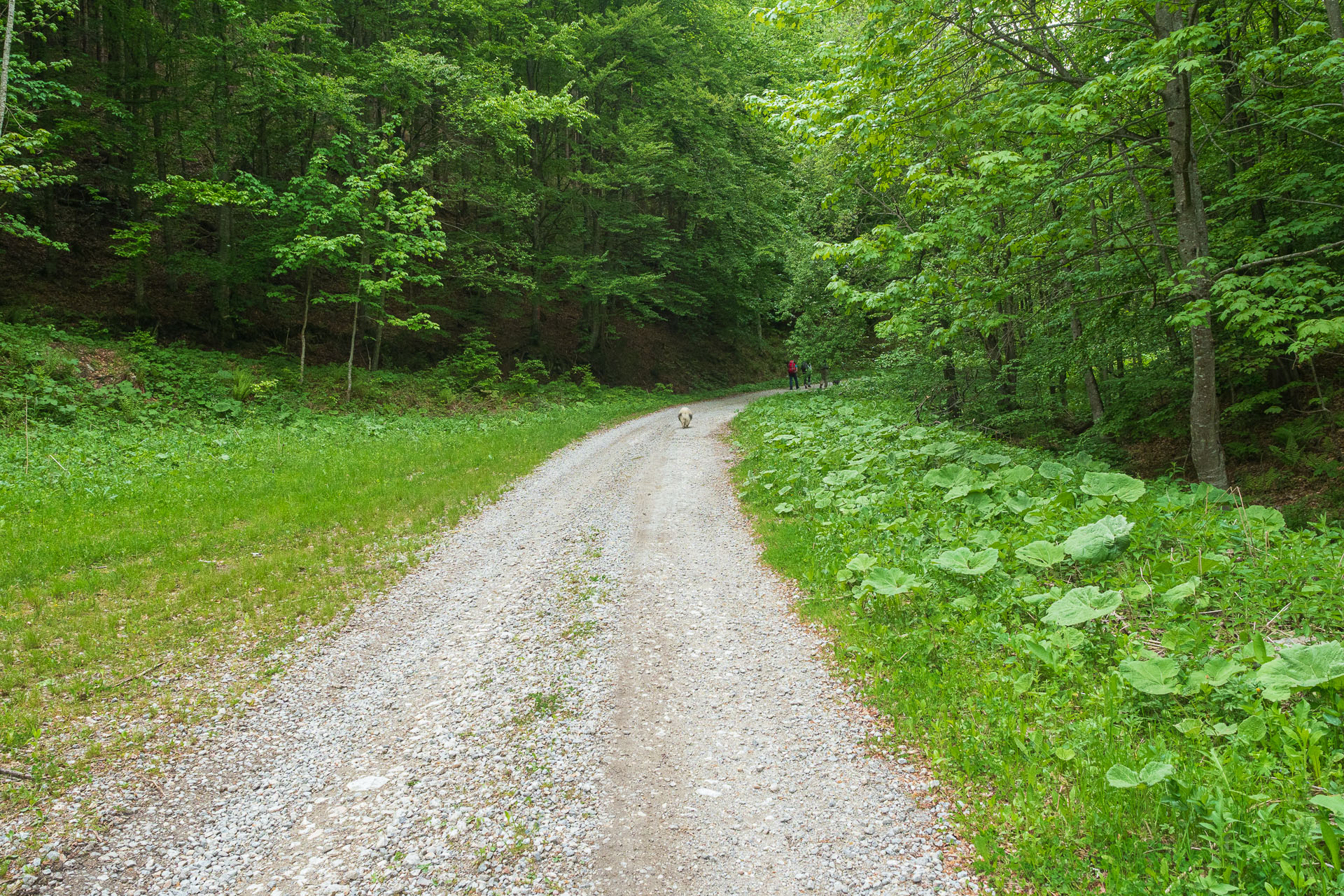 Nižná Kľaková z Muráňa (Muránska planina)