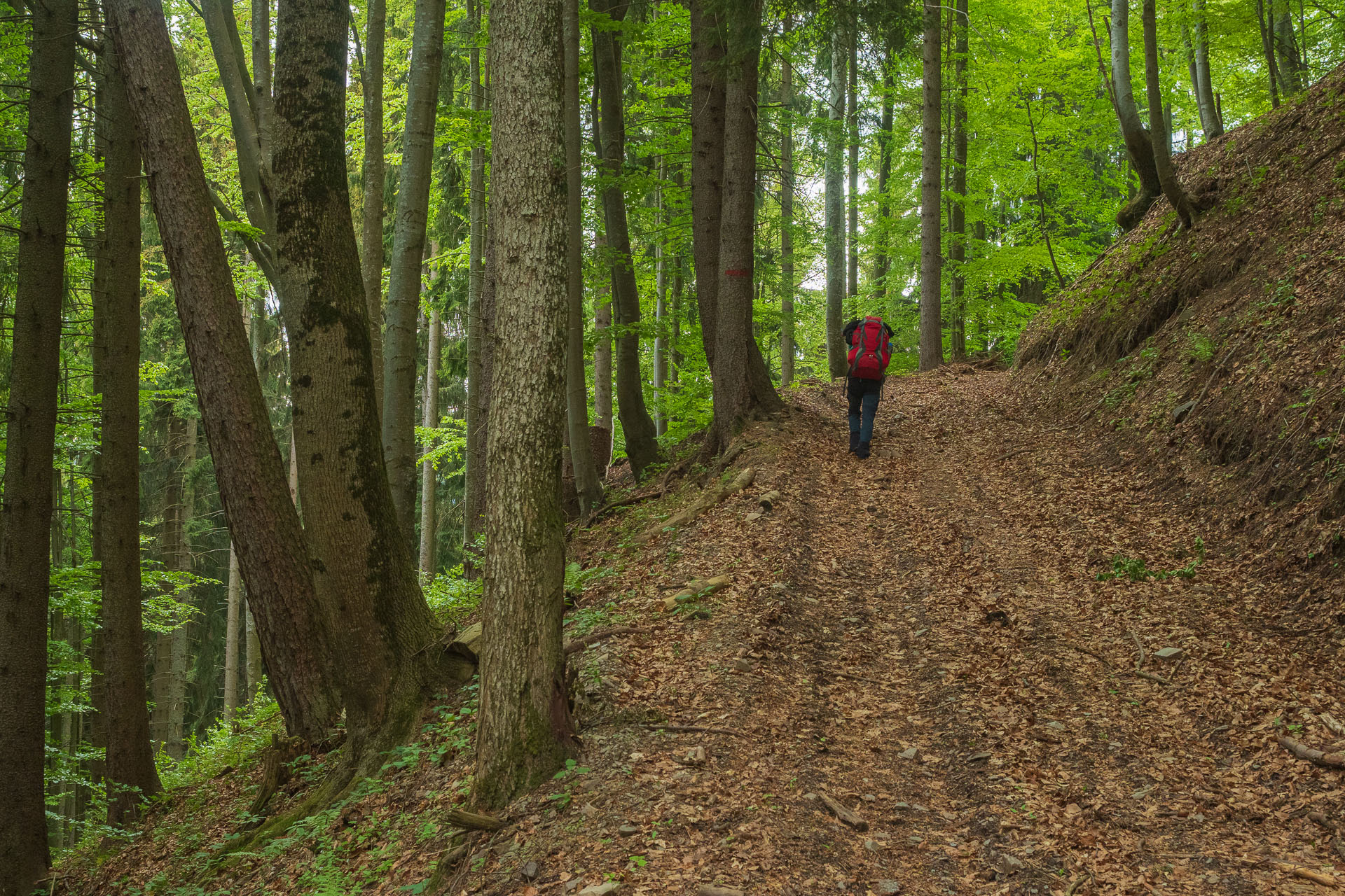 Nižná Kľaková z Muráňa (Muránska planina)