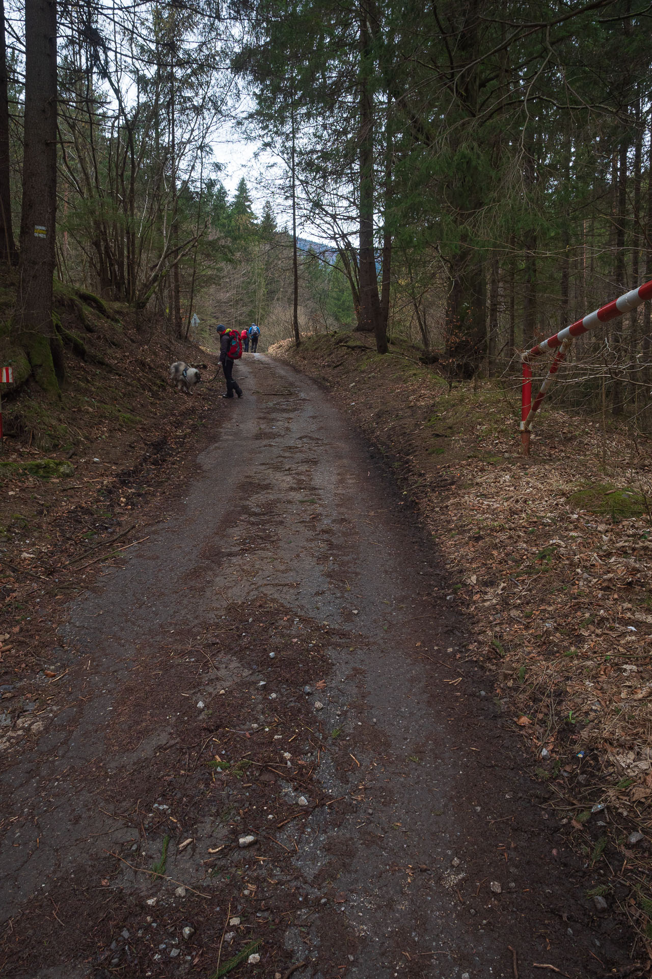 Osnica z Lučivnej (Malá Fatra)