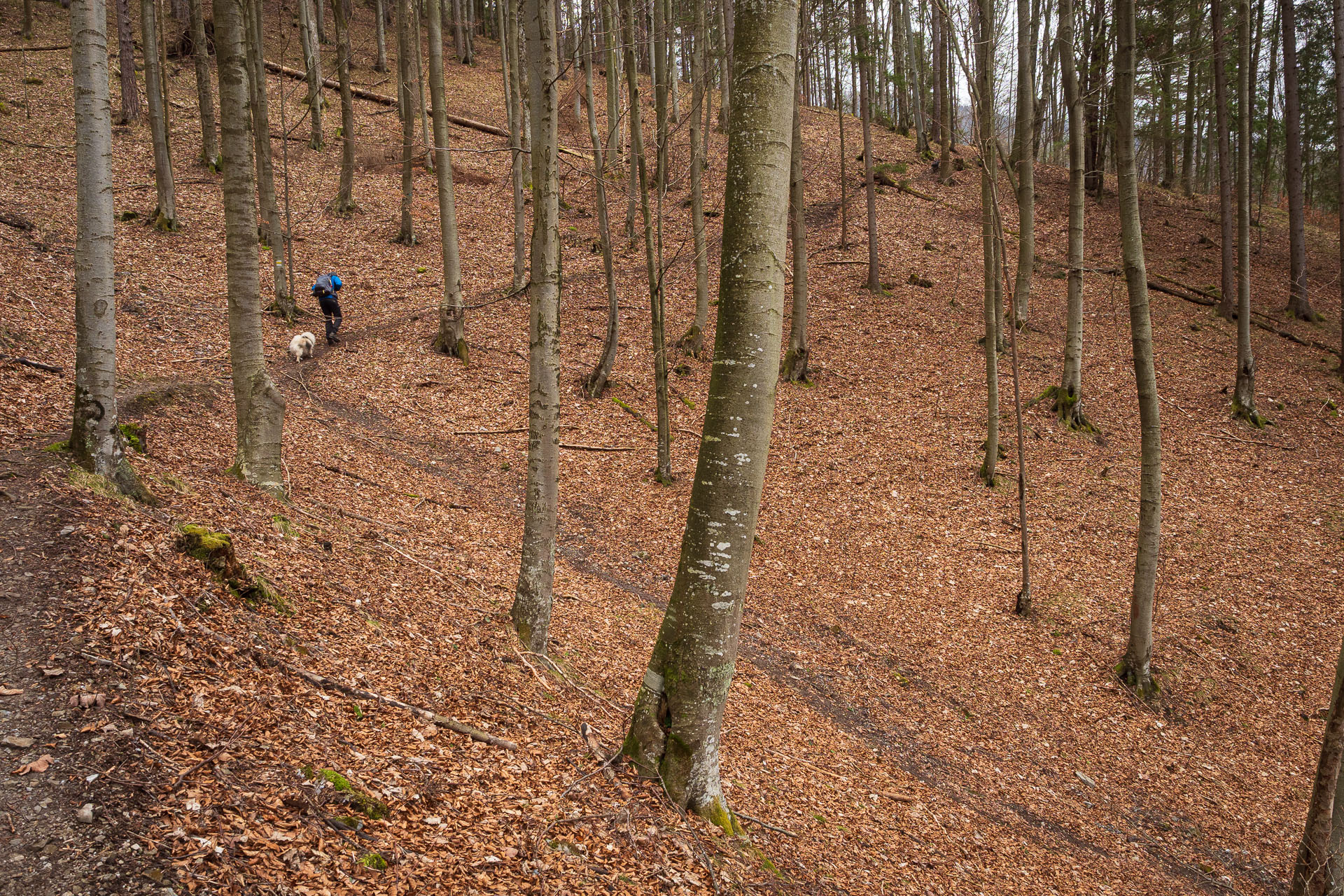 Osnica z Lučivnej (Malá Fatra)