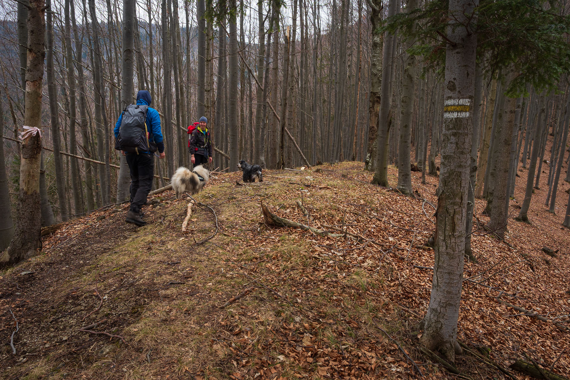 Osnica z Lučivnej (Malá Fatra)