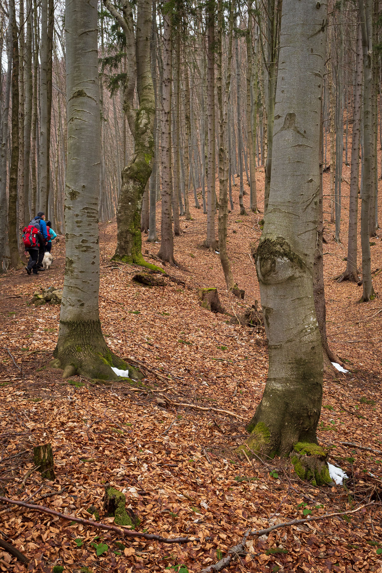 Osnica z Lučivnej (Malá Fatra)