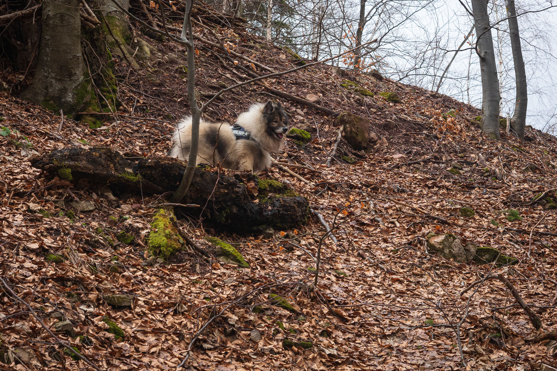 Osnica z Lučivnej (Malá Fatra)