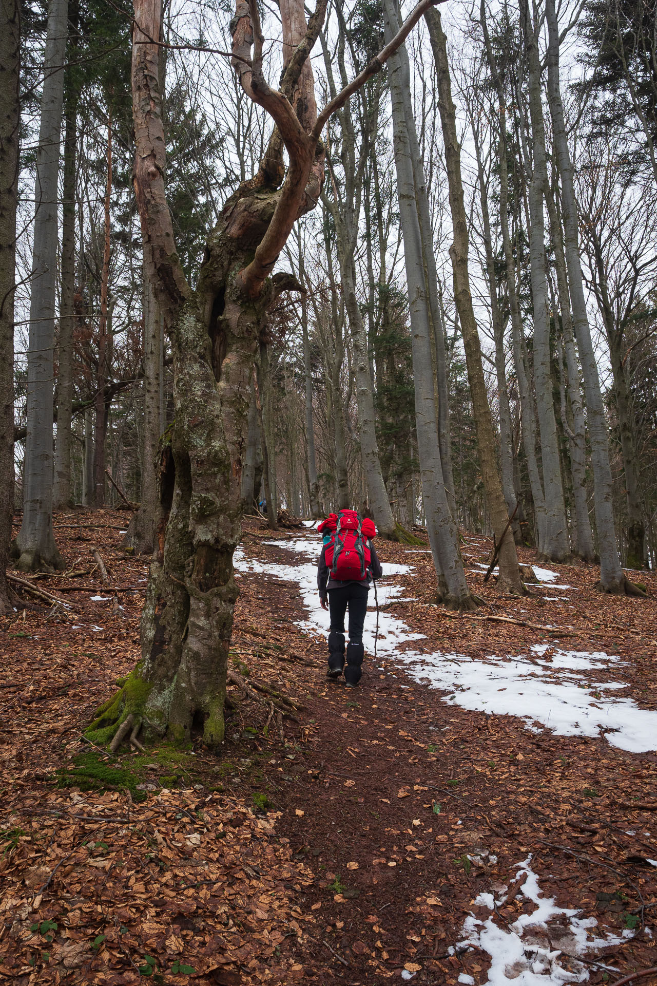 Osnica z Lučivnej (Malá Fatra)