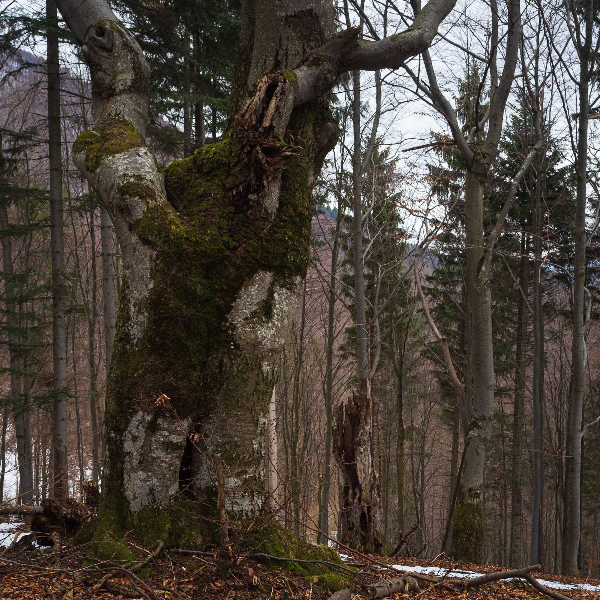 Osnica z Lučivnej (Malá Fatra)