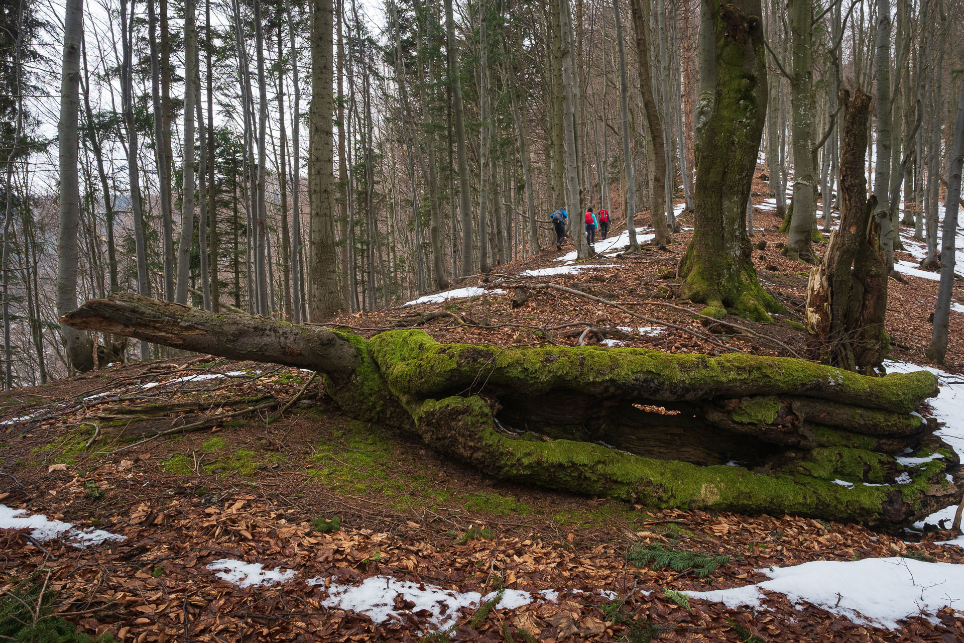 Osnica z Lučivnej (Malá Fatra)