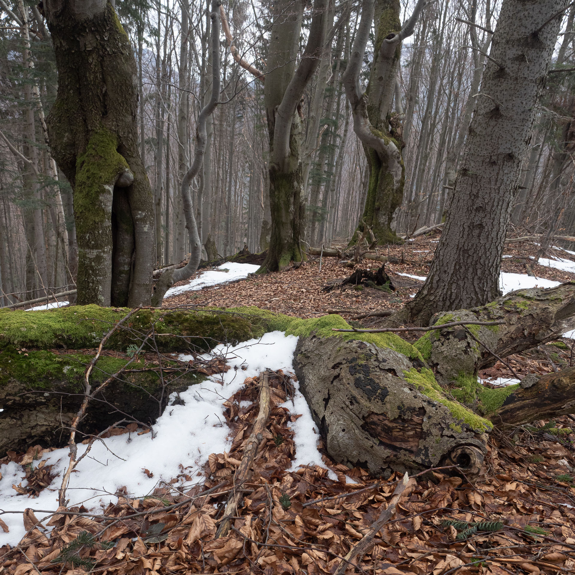 Osnica z Lučivnej (Malá Fatra)