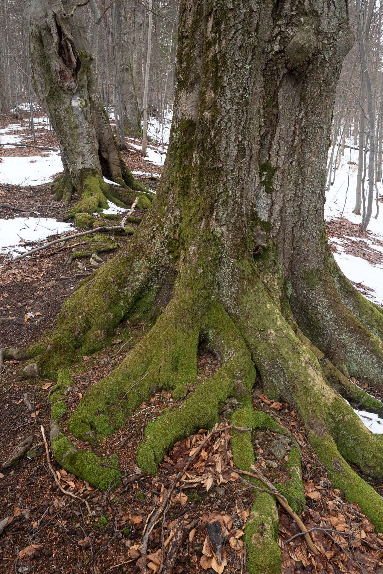 Osnica z Lučivnej (Malá Fatra)