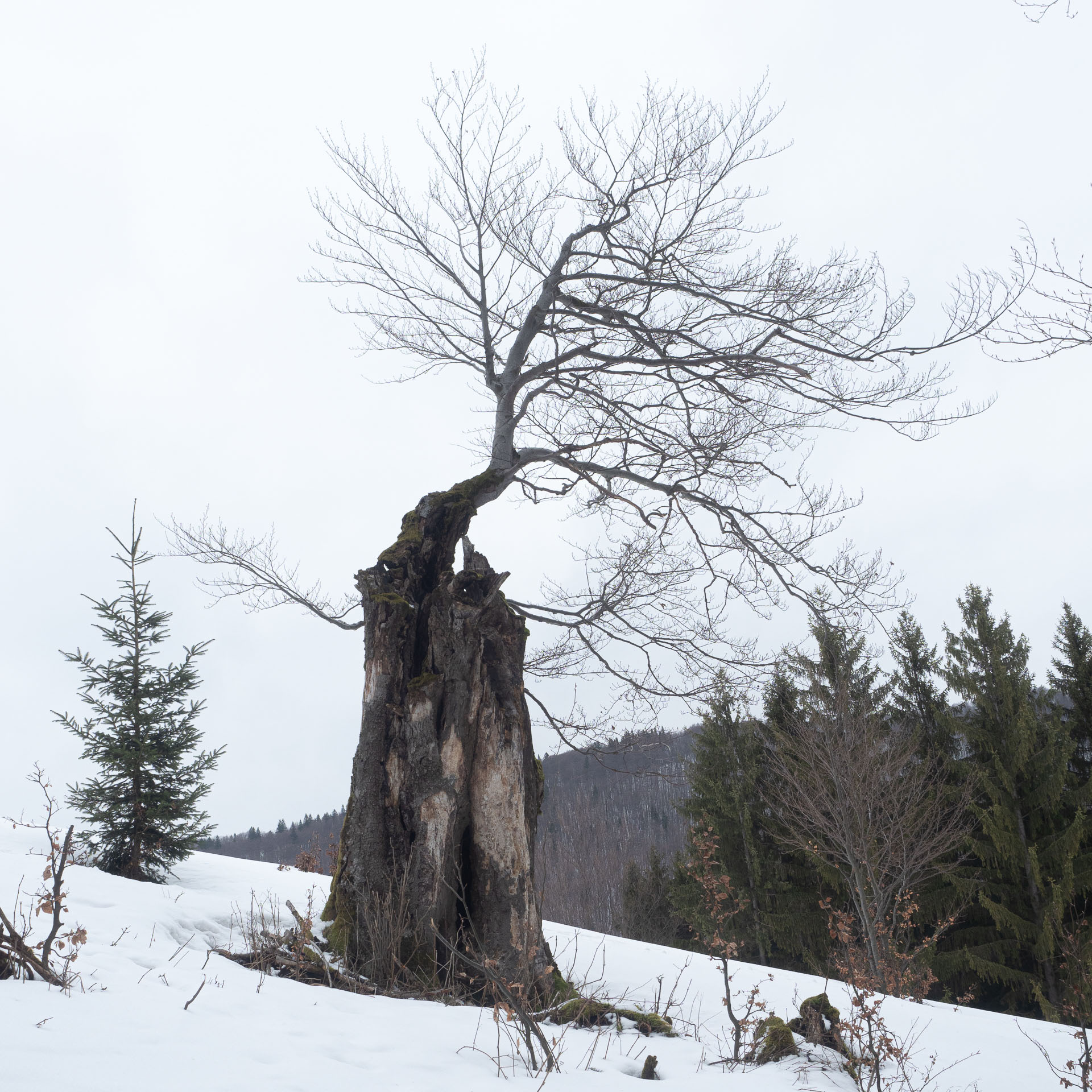 Osnica z Lučivnej (Malá Fatra)