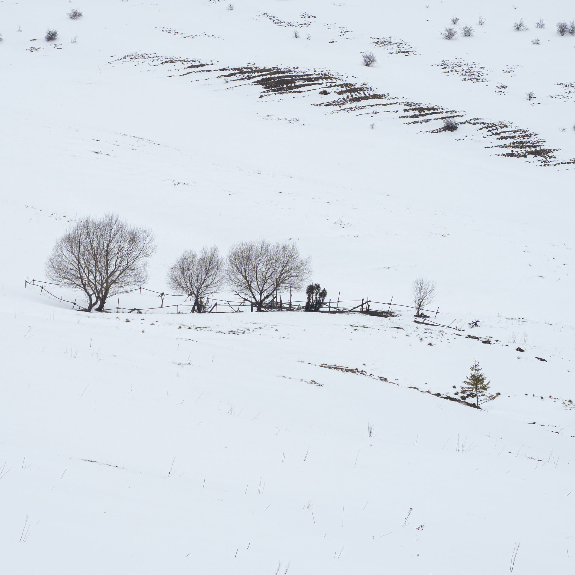 Osnica z Lučivnej (Malá Fatra)