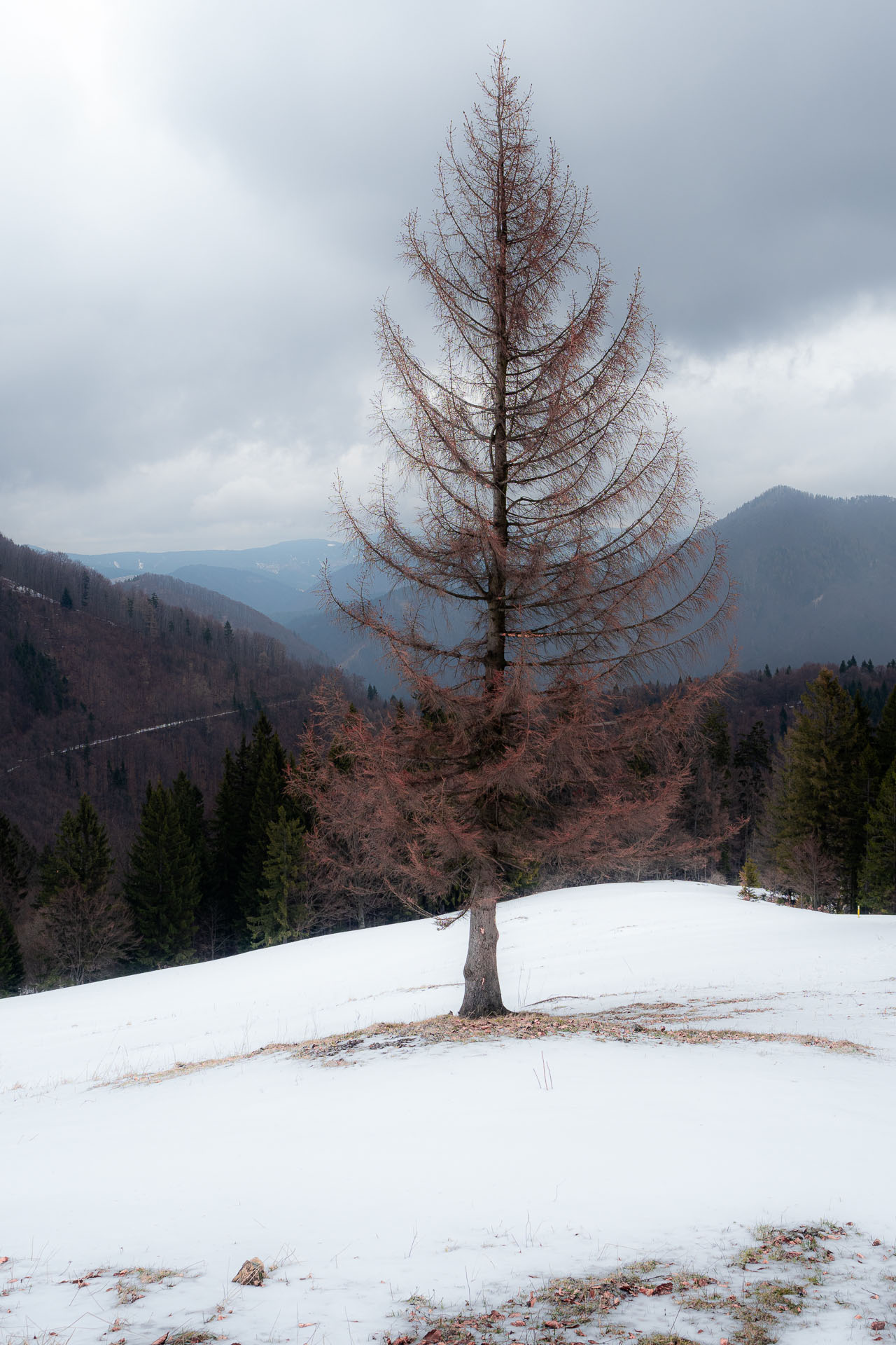 Osnica z Lučivnej (Malá Fatra)