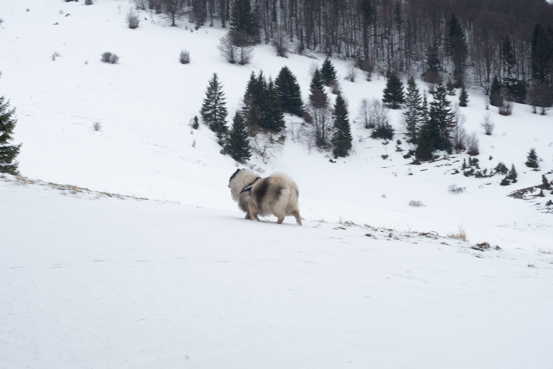 Osnica z Lučivnej (Malá Fatra)