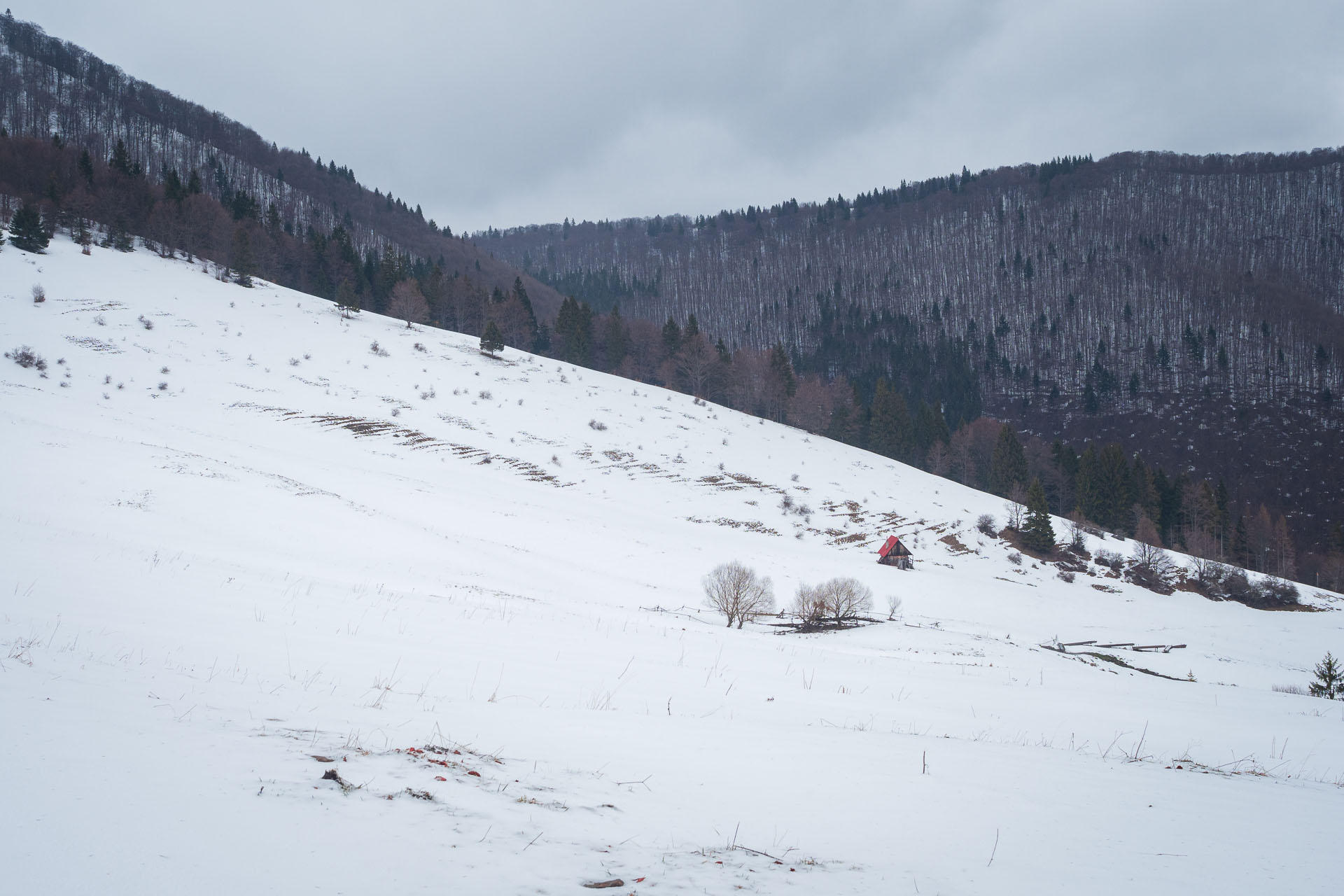 Osnica z Lučivnej (Malá Fatra)